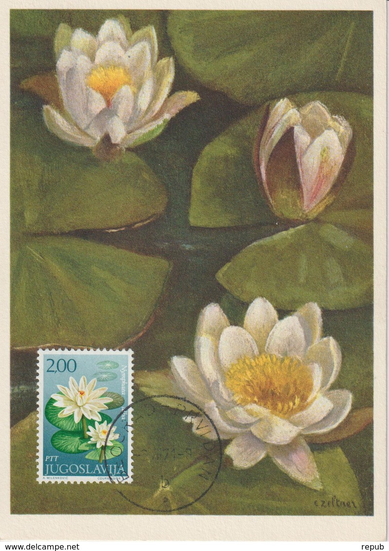 Yougoslavie Carte Maximum Fleurs 1971 Nénuphar 1307 - Cartes-maximum