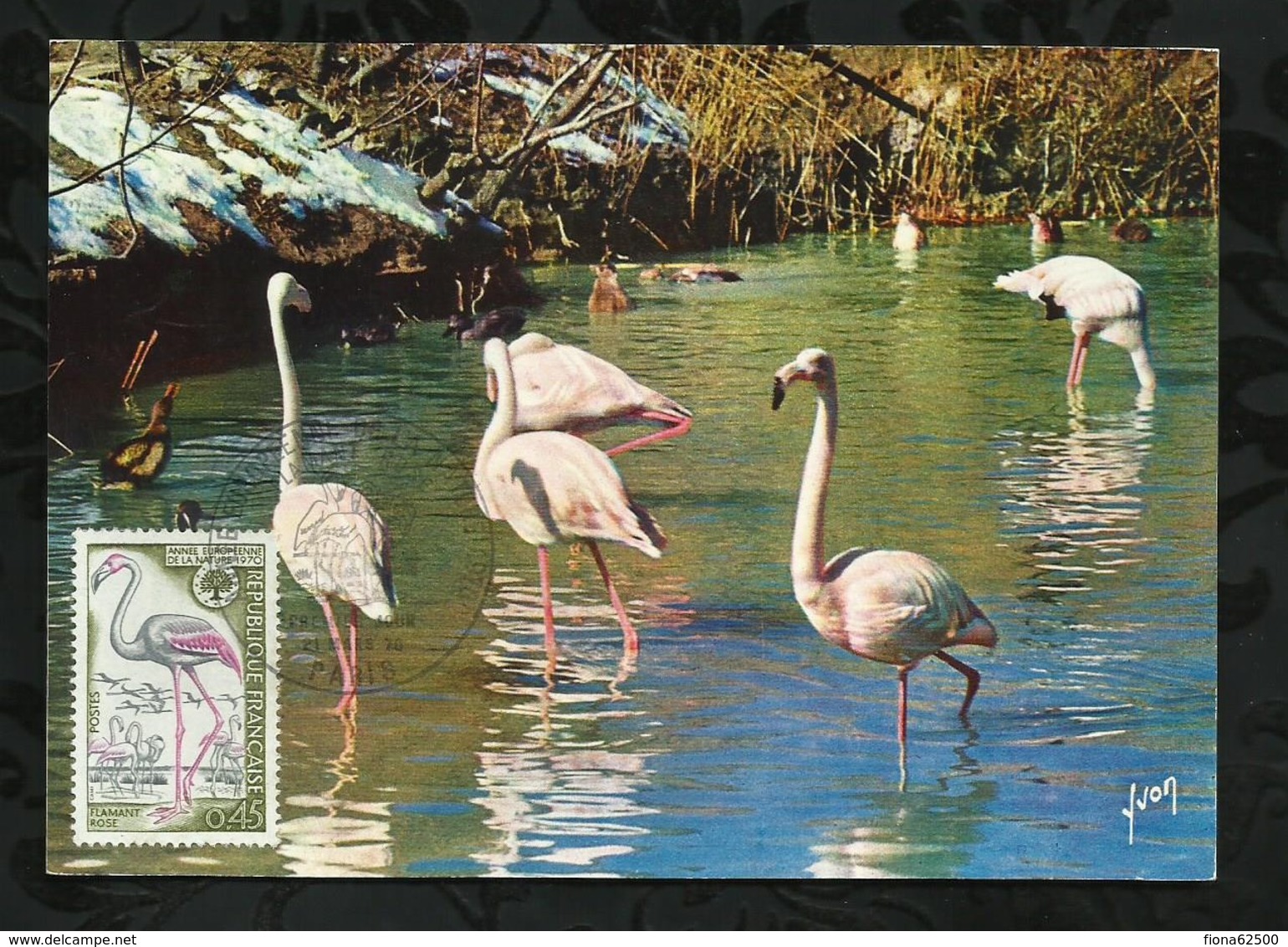 FLAMANT ROSE . 21 MARS 1970 . PARIS . - 1970-1979