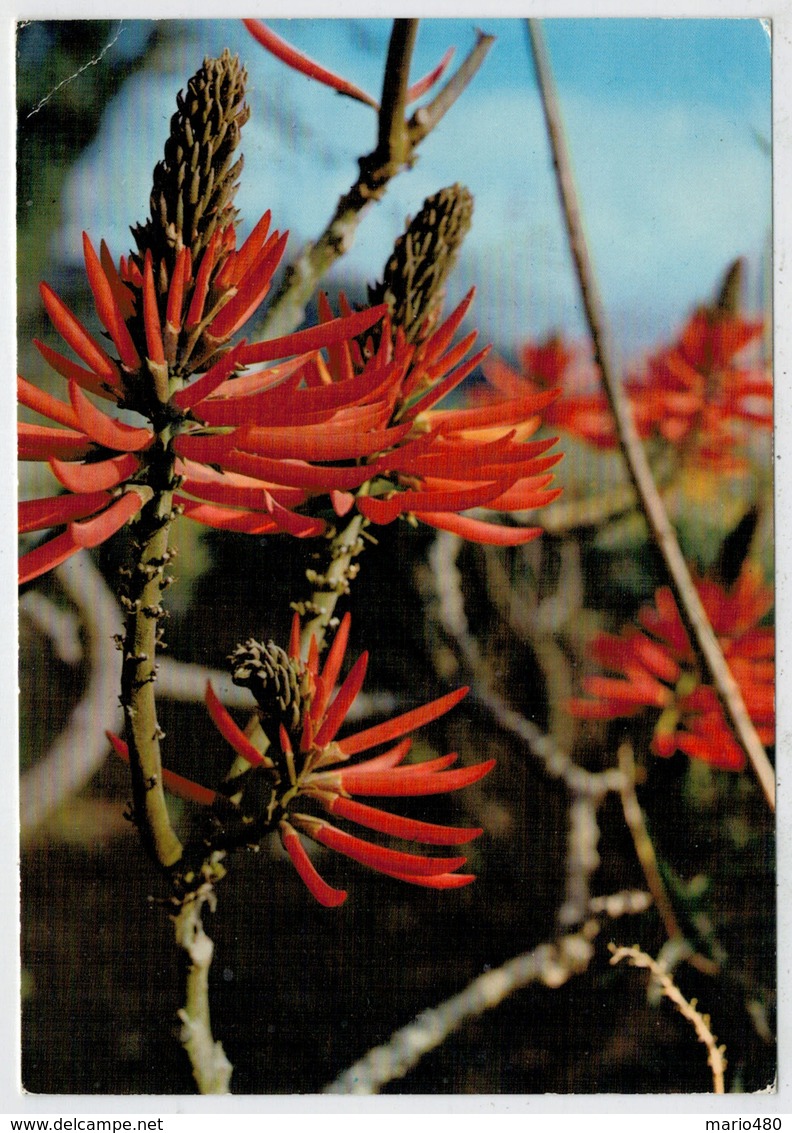 ERYTHRINA   SPECIOSA    JARDIM-BOTANICO-FUNCHAL-MADEIRA                   (NUOVA) - Flowers