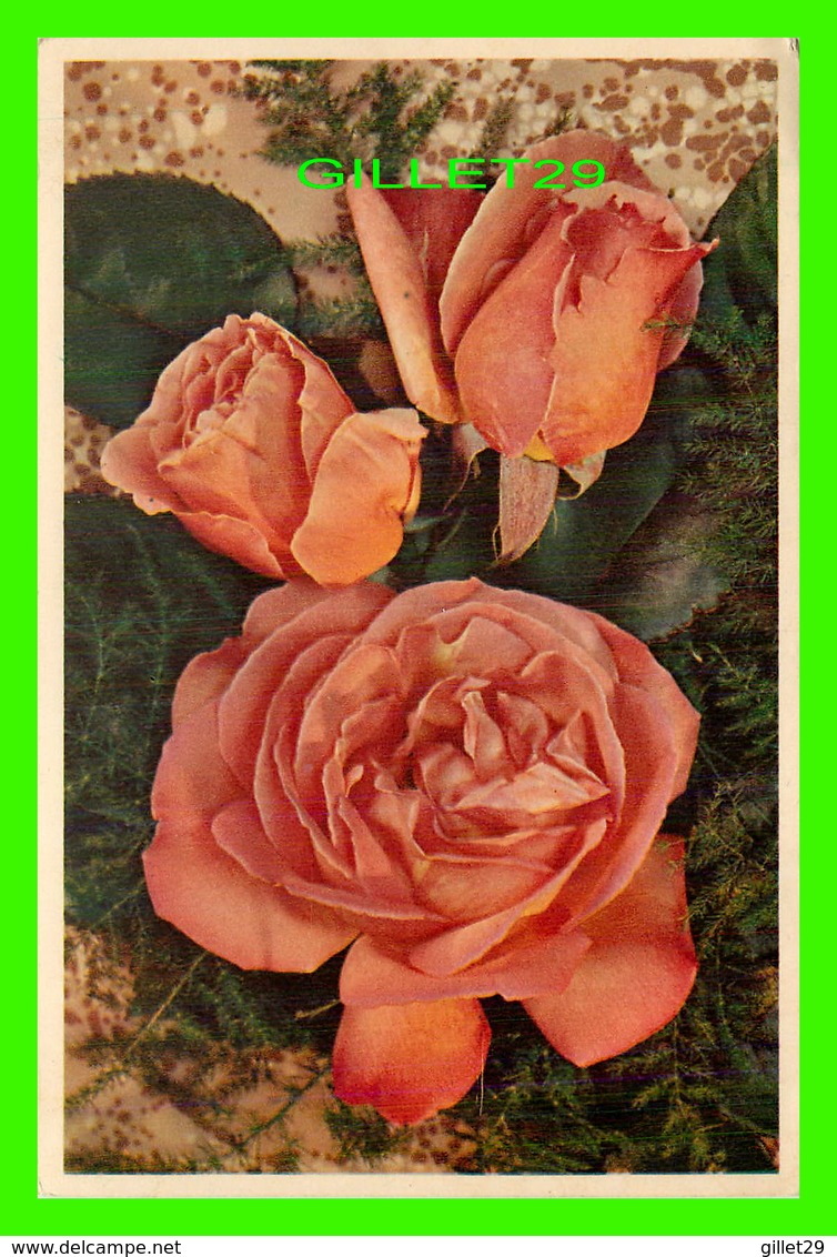 FLEURS - ROSES, MRS SAM McGREDY, HYBRID TEA ROSE - J. ARTHUR DIXON LTD - - Blumen