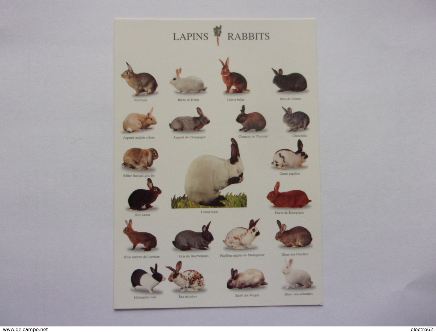 Carte Postale Rabbits Lapin Géant Des Flandres Lièvre Belge  Grand Russe   Blanc Néo-zélandais - Autres & Non Classés