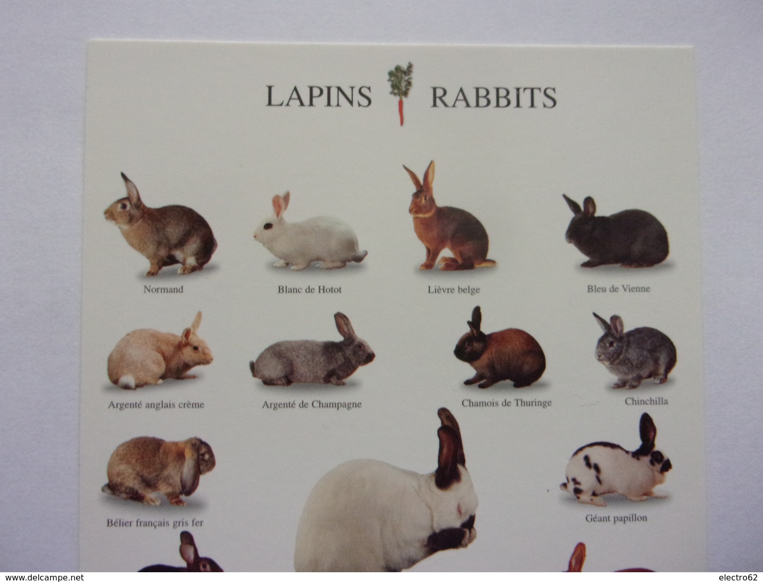 Carte Postale Rabbits Lapin Géant Des Flandres Lièvre Belge  Grand Russe   Blanc Néo-zélandais - Autres & Non Classés