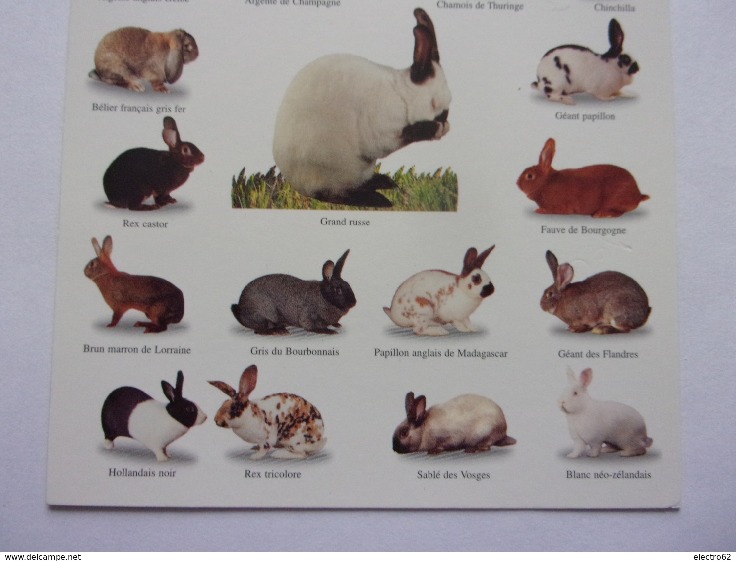 Carte Postale Rabbits Lapin Géant Des Flandres Lièvre Belge  Grand Russe   Blanc Néo-zélandais - Autres & Non Classés