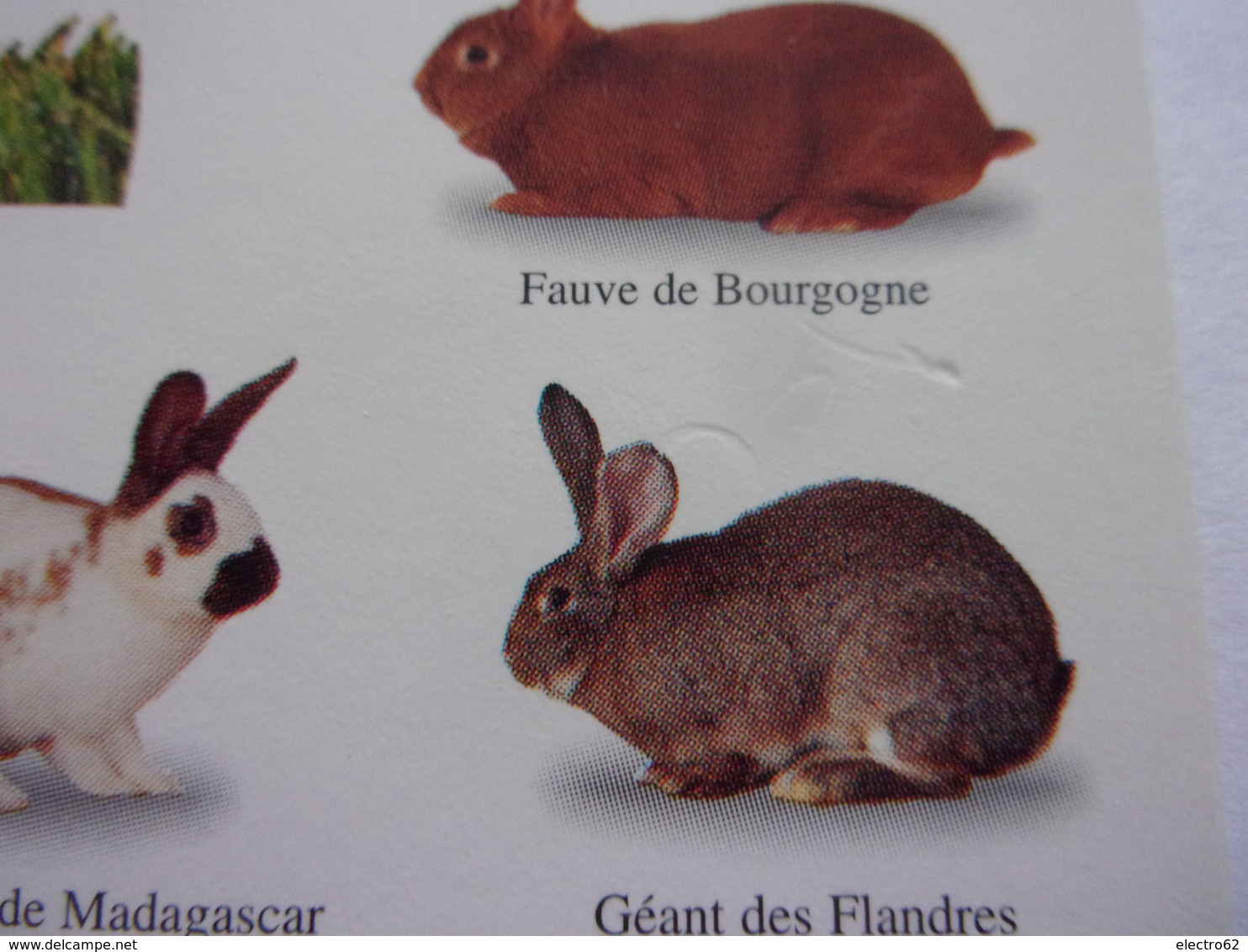 Carte Postale Rabbits Lapin Géant Des Flandres Lièvre Belge  Grand Russe   Blanc Néo-zélandais - Autres & Non Classés