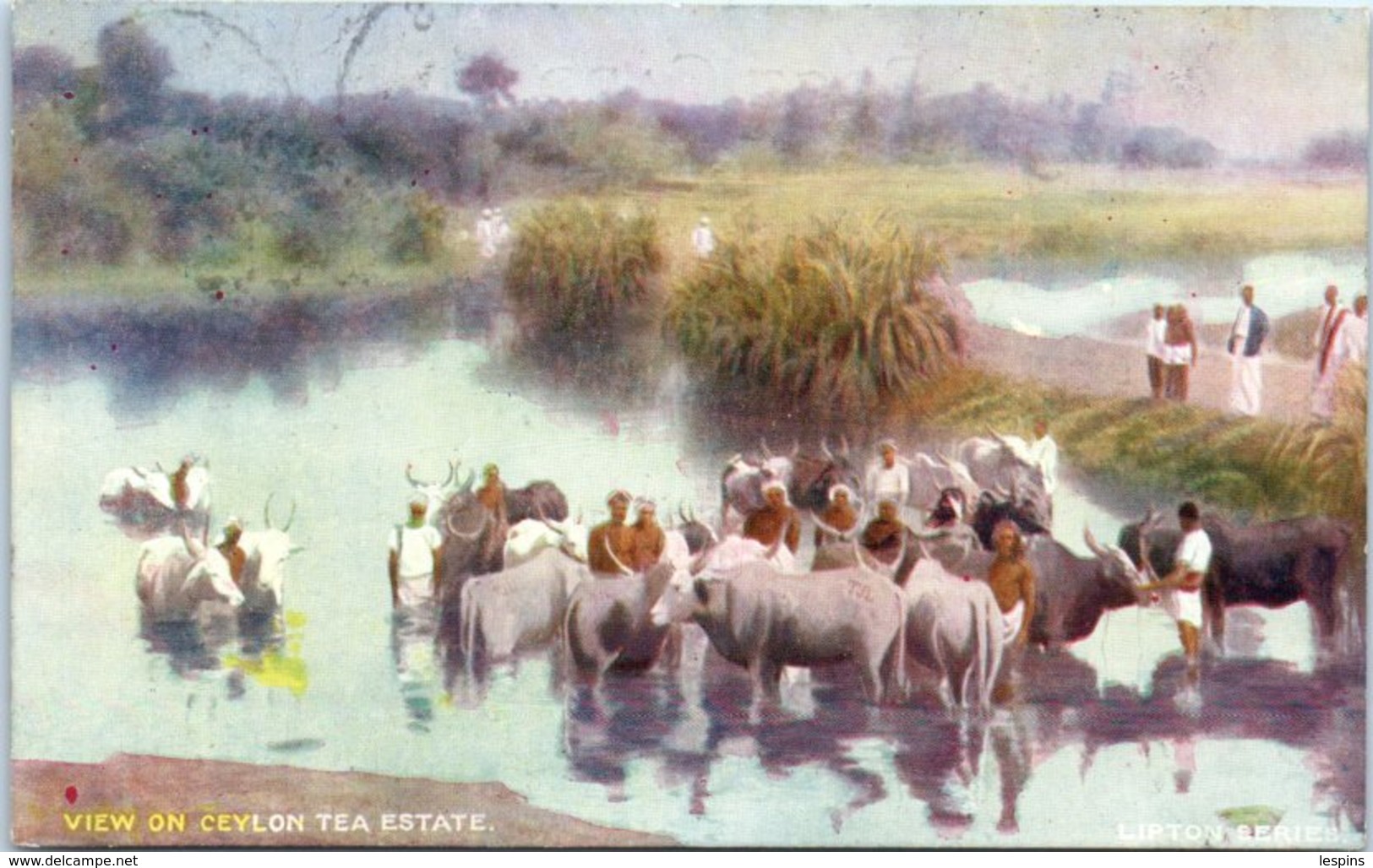 ASIE - SRI LANKA - CEYLAN -- View On Ceylon Tea Estate - Sri Lanka (Ceylon)