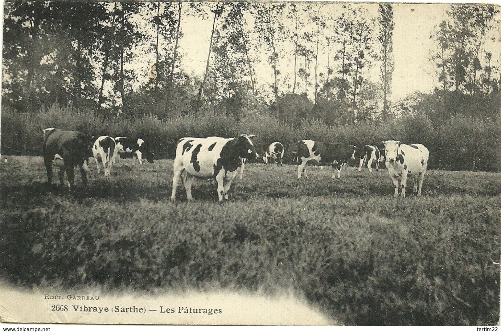 (72 SARTHE )( VIBRAYE  )LES PATURAGES ( AGRICULTURE )( FERME )( VACHES ) - Vibraye