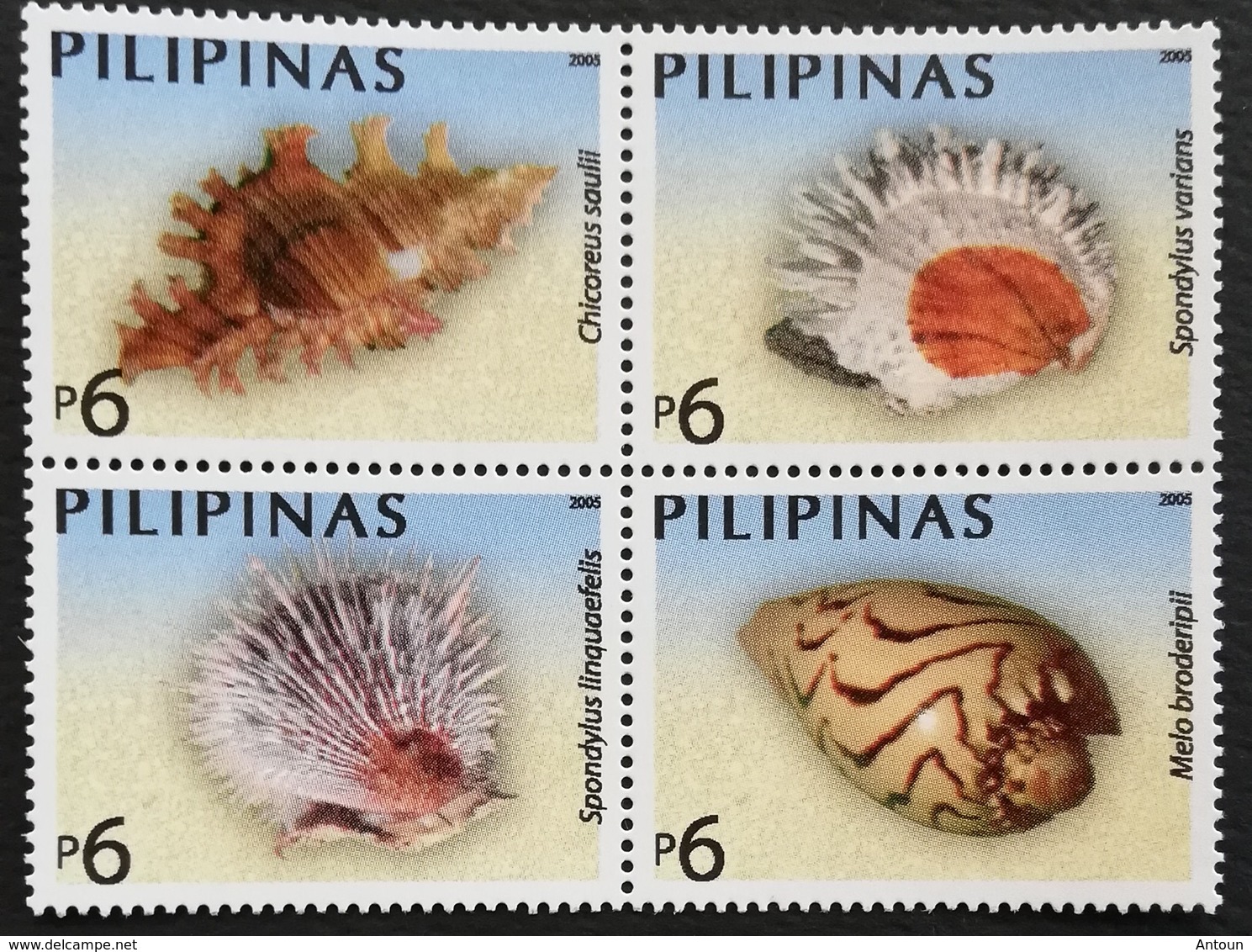 Philippines 2005 Shells - Oceania (Other)