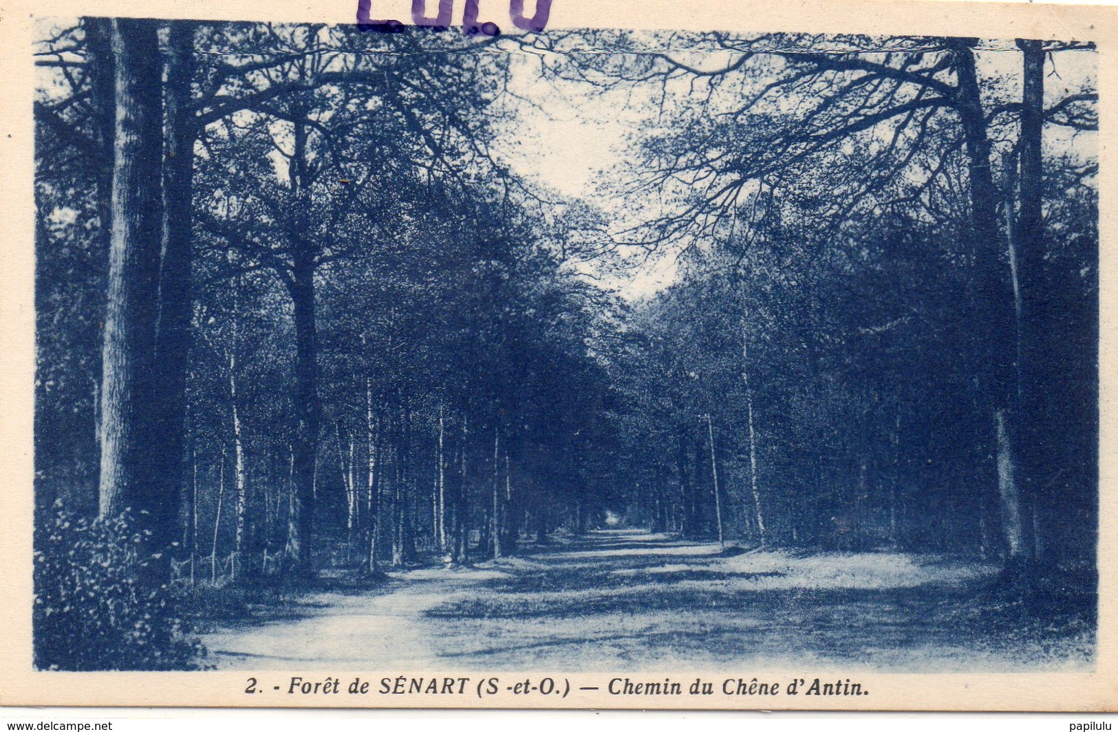 DEPT 91 : édit. Photo Edition Paris N° 2 : Foret De Sénart Chemin Du Chêne D Antin - Sénart