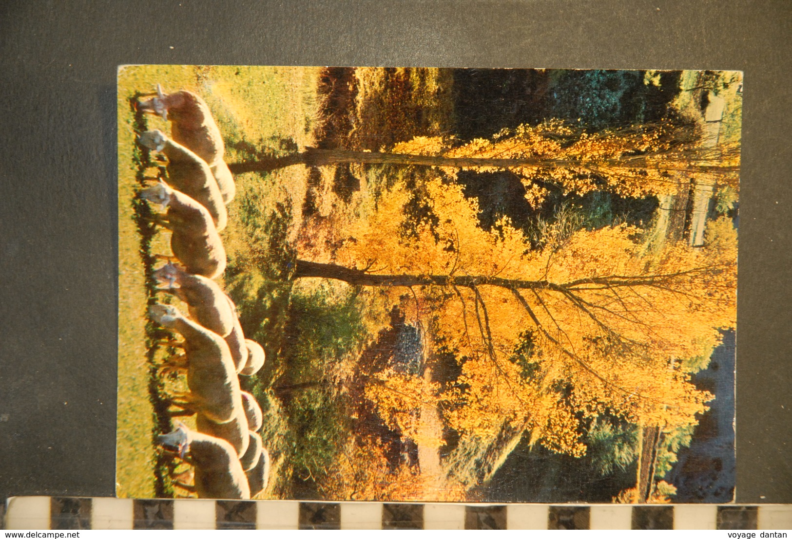 CP, Agriculture, Elevage, Troupeau De Moutons Un Coin Pittoresque Dans La Vallée Des Baronnies N°5241 Cliché Augier 1965 - Viehzucht