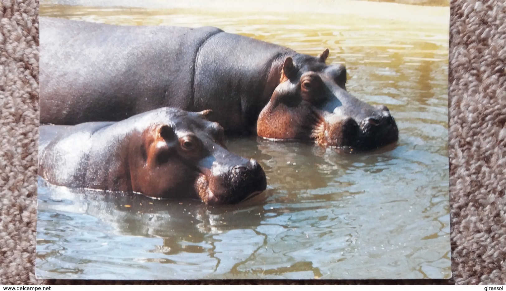 CPSM HIPPOPOTAMES PARC ZOOLOGIQUE DE PLAISANCE DU TOUCH ZOO EDIVEL 1987 - Hippopotames