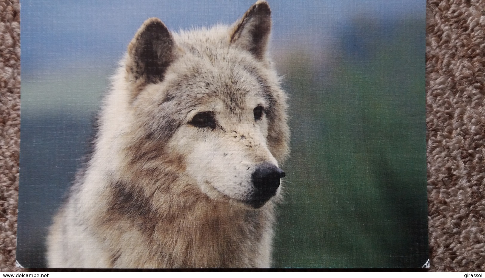 CPM LOUP DE SIBERIE LES LOUPS DE GEVAUDAN STE LUCIE LOZERE PHOTO J P OLMI ED BOS - Autres & Non Classés