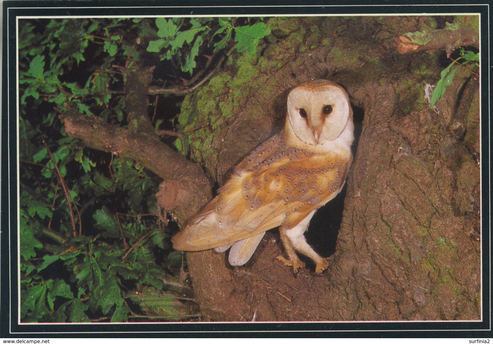 BIRDS - J ARTHUR DIXON - BARN OWL - PGR 00276 - Birds