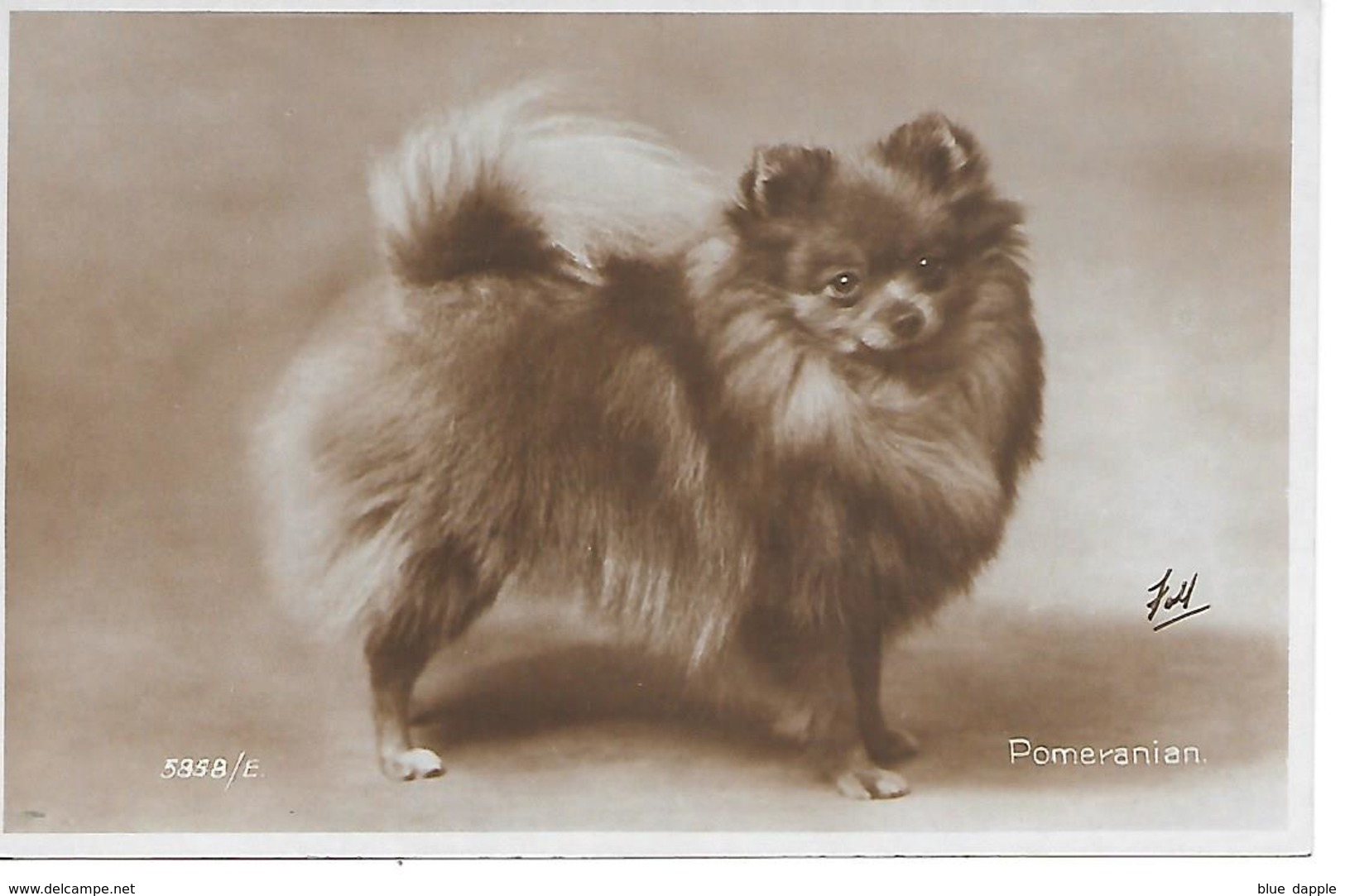 Pomeranian Dog, Spitz, Loulou, Keeshond, Photocard. Chien, Dog, Hund, Cane. Lovely Card, Valentine's - Chiens