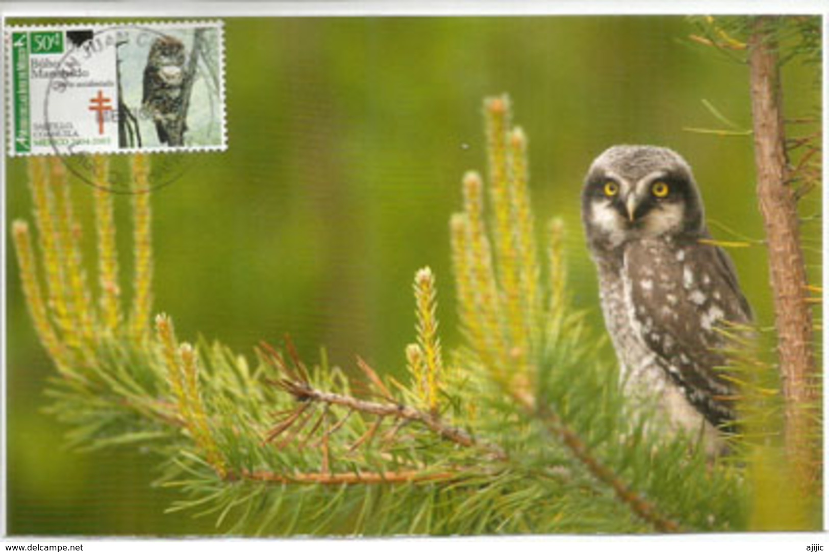 Chouette Tachetée, Spotted Owl, Carte-maximum Mexique - Mexico