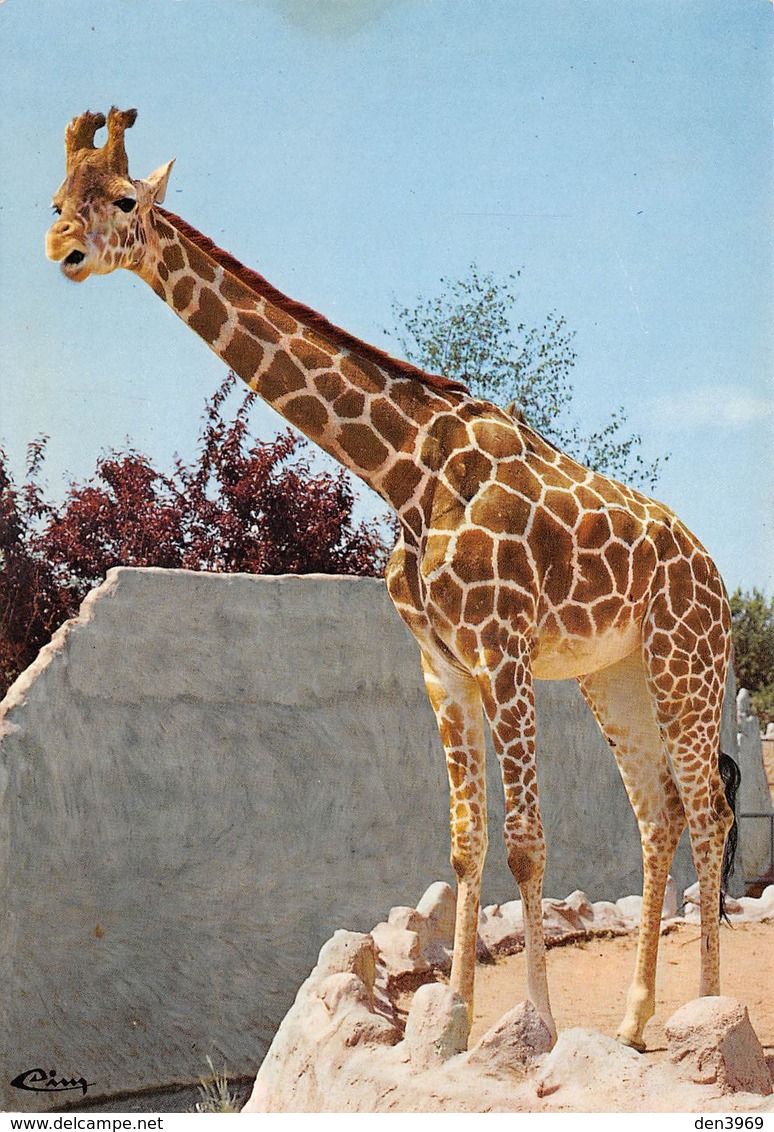 Romanèche-Thorins - Parc Zoologique Des Condeminals - La Maison Blanche - GIRAFE (Afrique) - Girafes