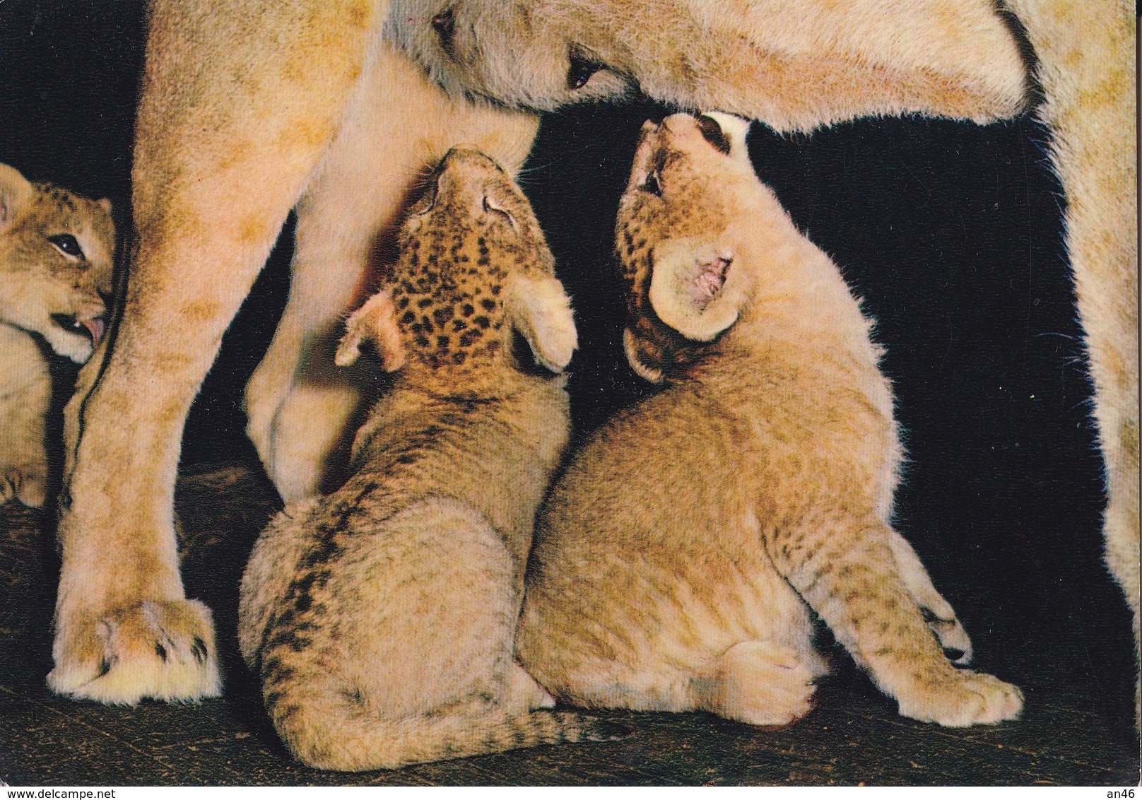 AFRICAN FAUNA MEAL OF LION'S CUBS  AUTENTICA 100% - Leoni