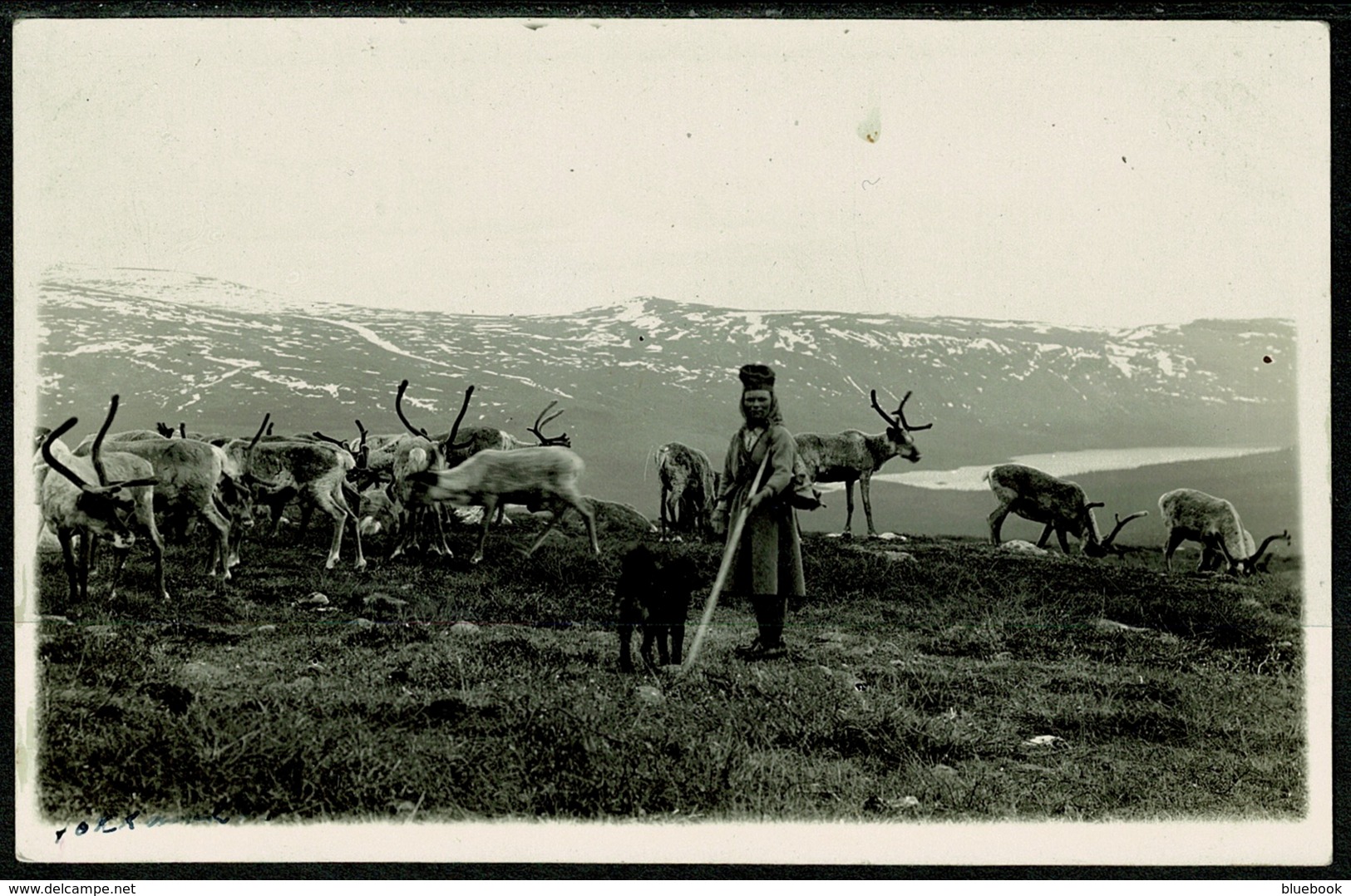 Ref 1279 - Real Photo Ethnic Postcard - Lapplander Dog & Reindeer - Sweden - Europe