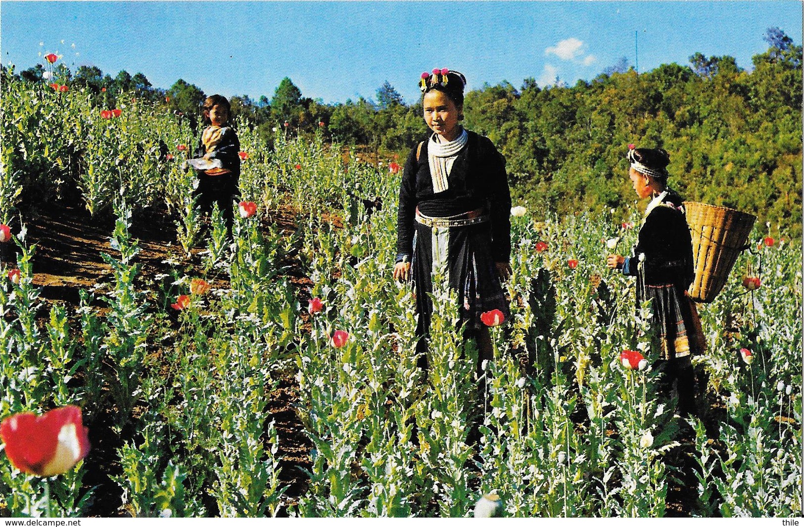 THAILANDE - Meo Hill Tribe Girls In The Opium Poppy (flowers) Field At "Golden Tringle" - Thaïlande