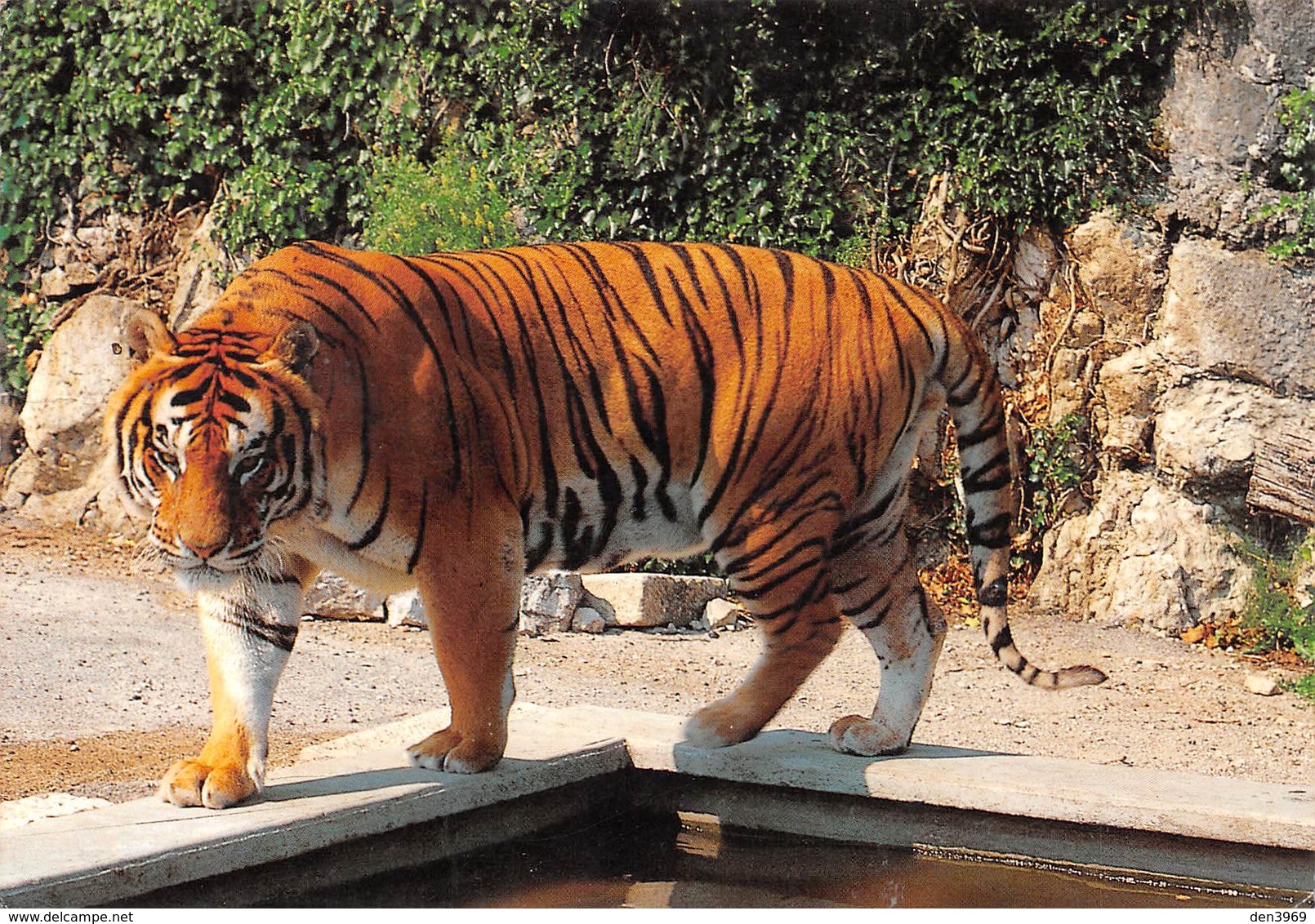 Besançon - Le Zoo De La CItadelle - Le TIGRE - Tigers