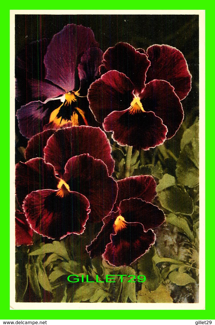 FLEURS - VIOLA TRICOLOR, STIEFMUTTERCHEN - PENSÉE, PANSY, PANZEA - - Fleurs