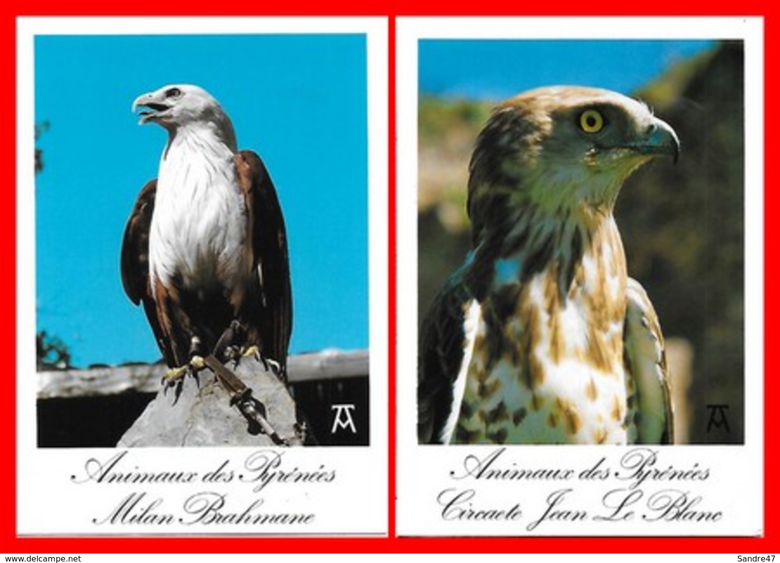 5 CPSM/gf Oiseaux. Milan Brahmane / Circaete Jean Le Blanc / Aigle Royal / Buse Variable / Condor Des Andes...I0878 - Vögel