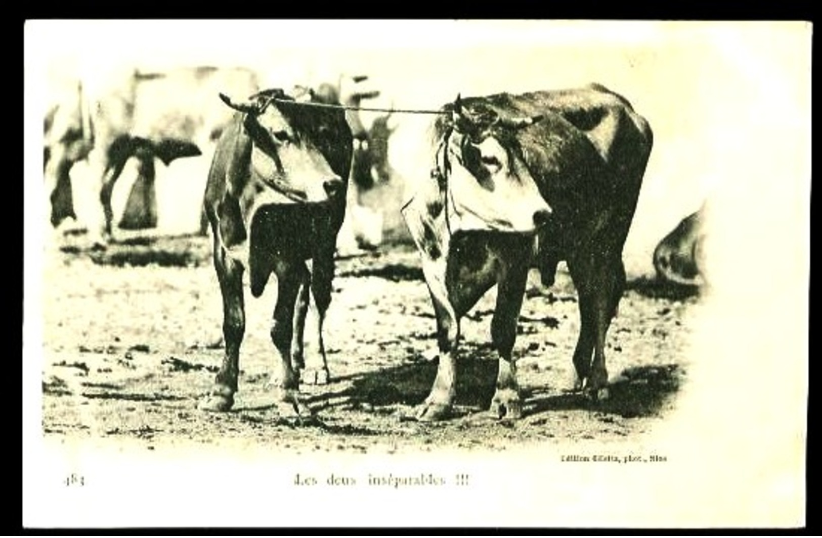 483 : Les Deux Inséparables - (Gros Plan 2 Vaches) - CP Précurseur, Vers 1900. - Autres & Non Classés