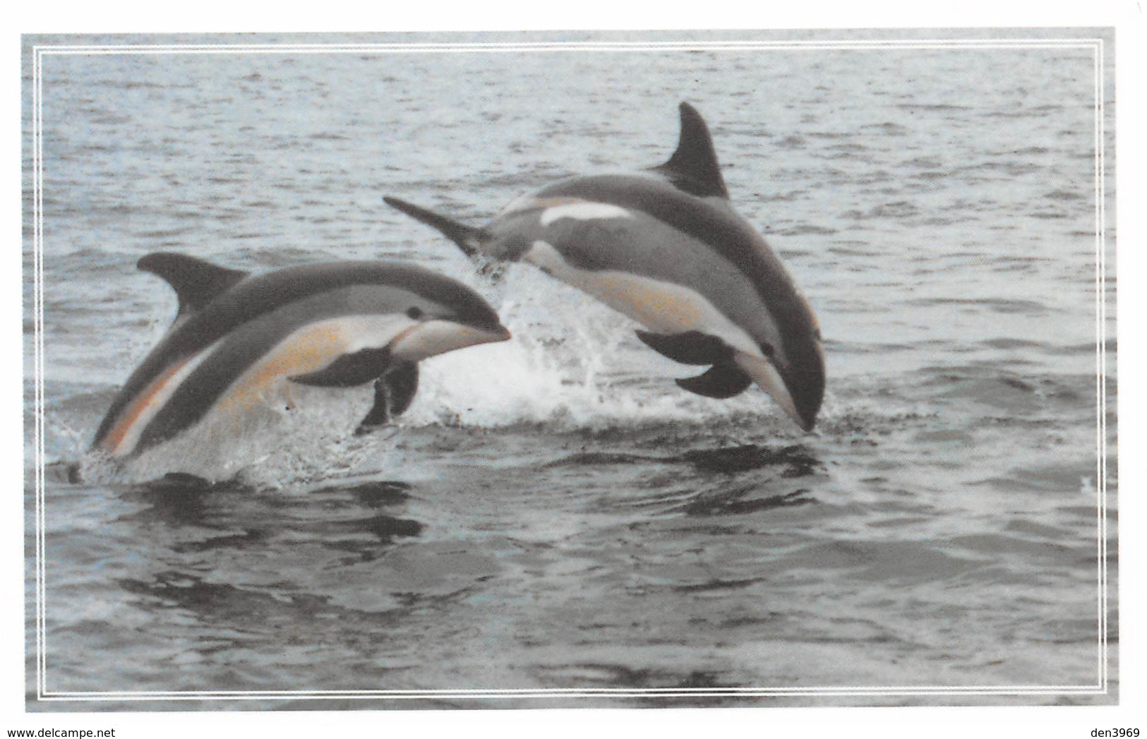 DAUPHINS à Flancs Blancs Au Large De Tadoussac, Canada - Croisières Navimex Inc., Québec - Dolphins