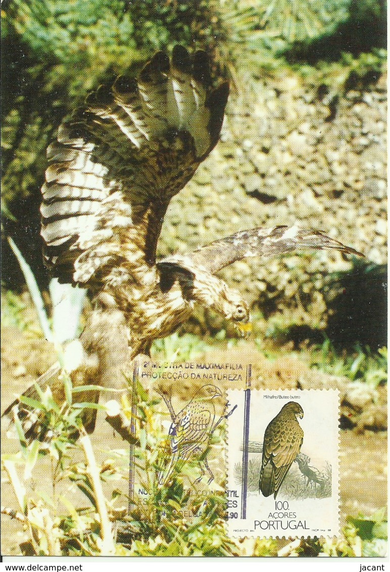 Carte Maximum - Oiseaux - Portugal - Aguia De Asa Redonda Milhafre - Buse Variable - Common Buzzard - Buteo Buteo - Aigles & Rapaces Diurnes