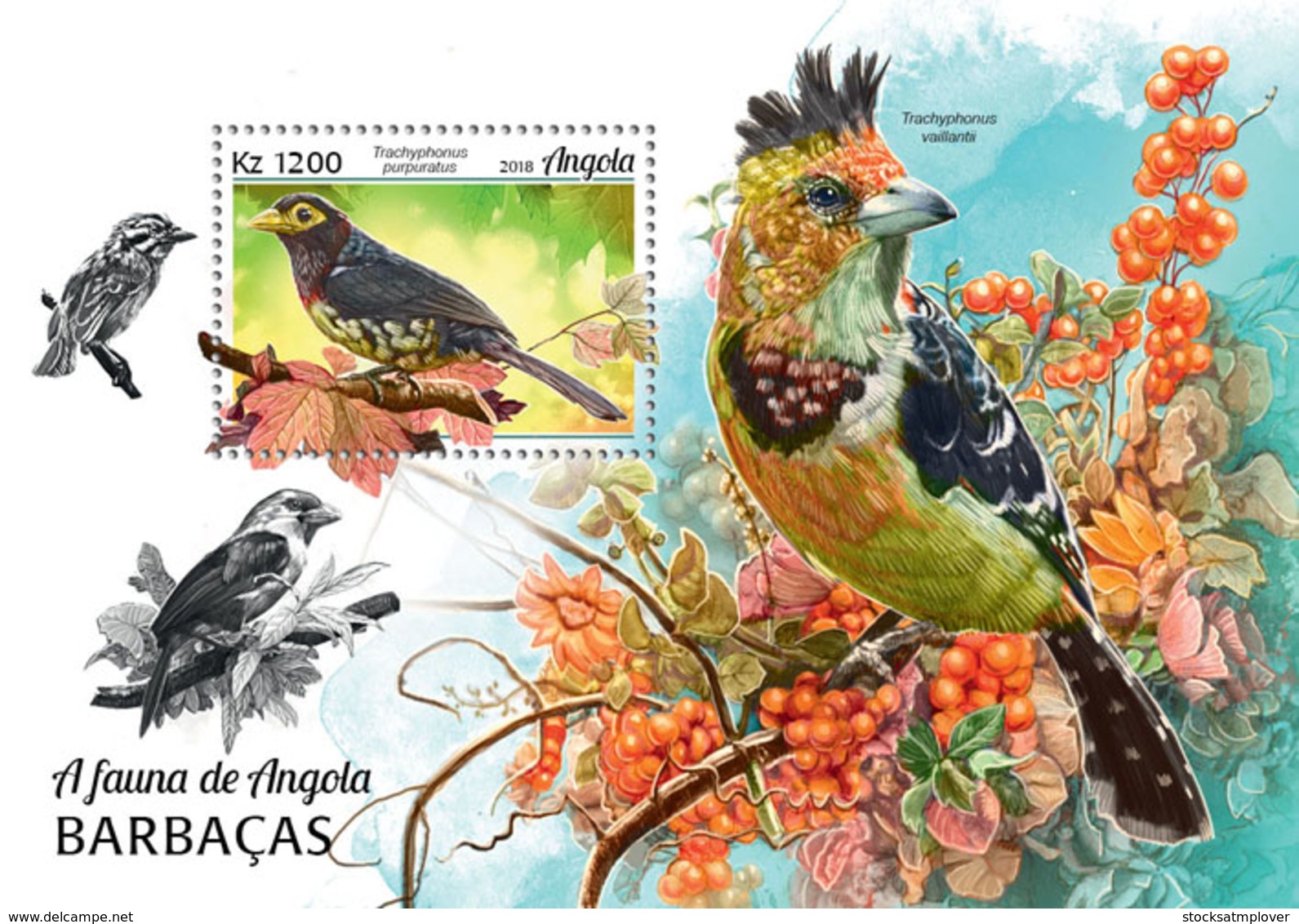 Angola  2018   Fauna   Barbets   Birds   S201902 - Angola