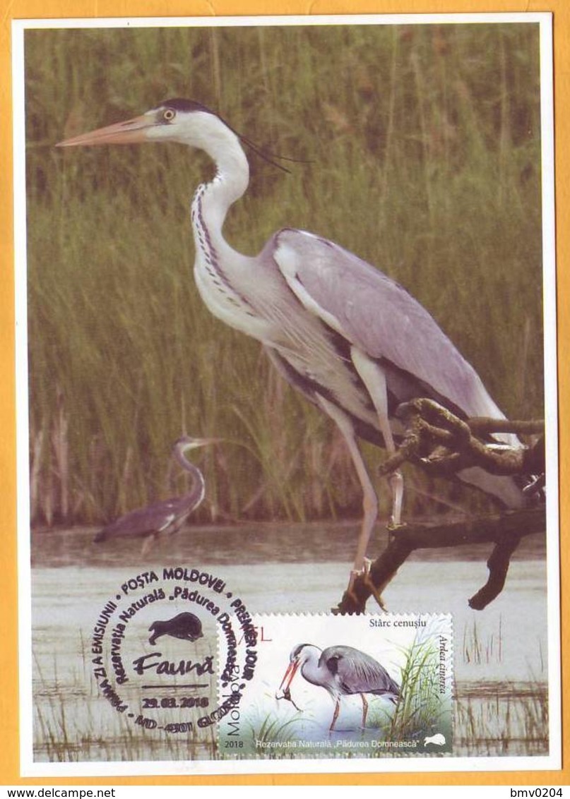 2018 Moldova Moldavie Fauna Private Maxicard  Nature, Nature Reserve. Forest. Birds.Gray Heron - Moldavie