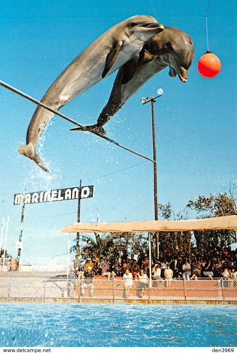 Antibes - Marineland, Route De Biot - Saut Groupé De DAUPHINS à 5 Mètres - Delfini