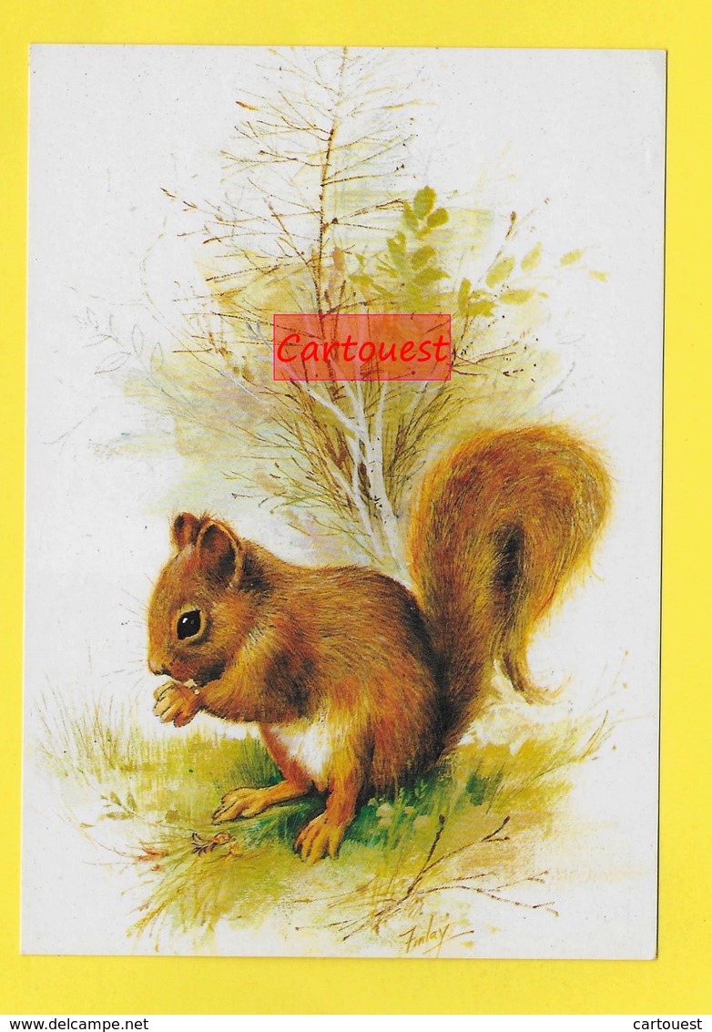 CPA ֎ Animaux ֎ Eichhörnchen ֎ Ecureil ֎ Squirrel  ֎ Signé Illustrateur - Autres & Non Classés