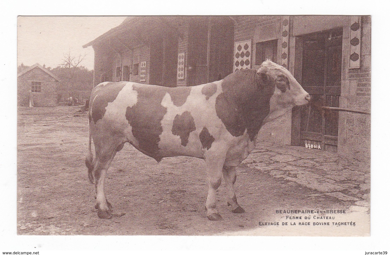 Beaurepaire-en-Bresse.71.Saône-et-Loire.Ferme Du Château.Elevage De La Race Bovine Tachetée.Vache. - Autres & Non Classés