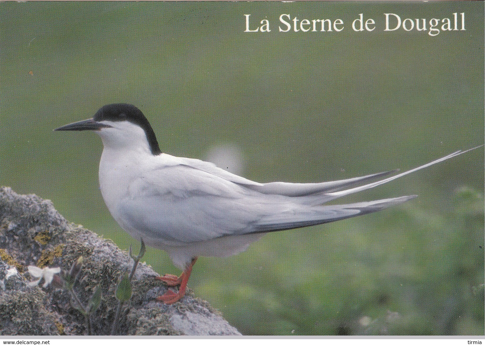 La Sterne De Dougall - Oiseaux De  Bretagne - - Bretagne