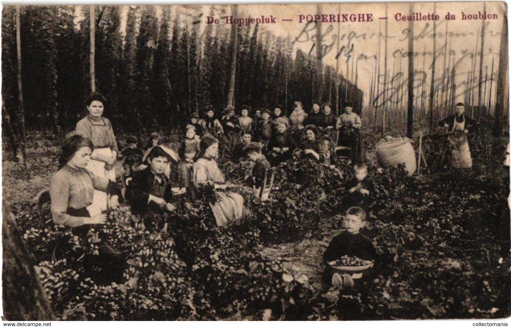 1 Postkaart De Hoppepluk POPERINGHE Poperinge Cueuillette Du HOUBLONS C1914 Editeur Willems Bier Bière Beer - Poperinge