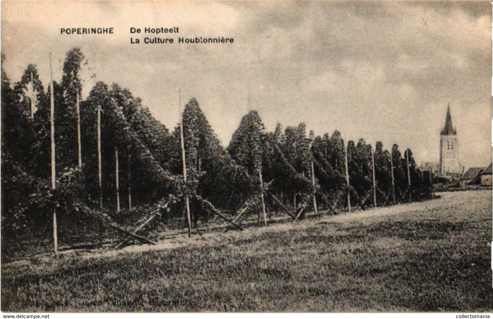 3 Postkaarten Poperinghe Aan Het Hopplukken  Hoprank Tige De Houblon Poperinsch Hopkwartier C1915 - Poperinge