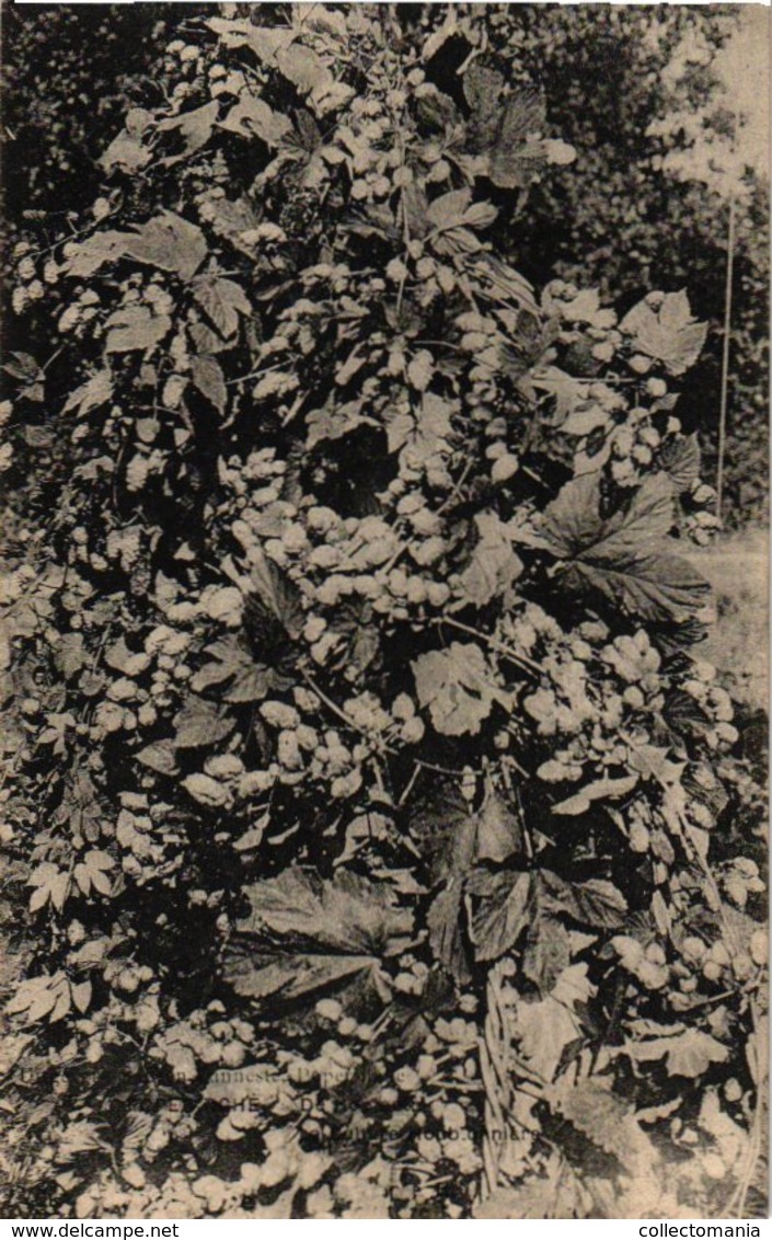 3 Postkaarten Poperinghe Aan Het Hopplukken  Hoprank Tige De Houblon Poperinsch Hopkwartier C1915 - Poperinge