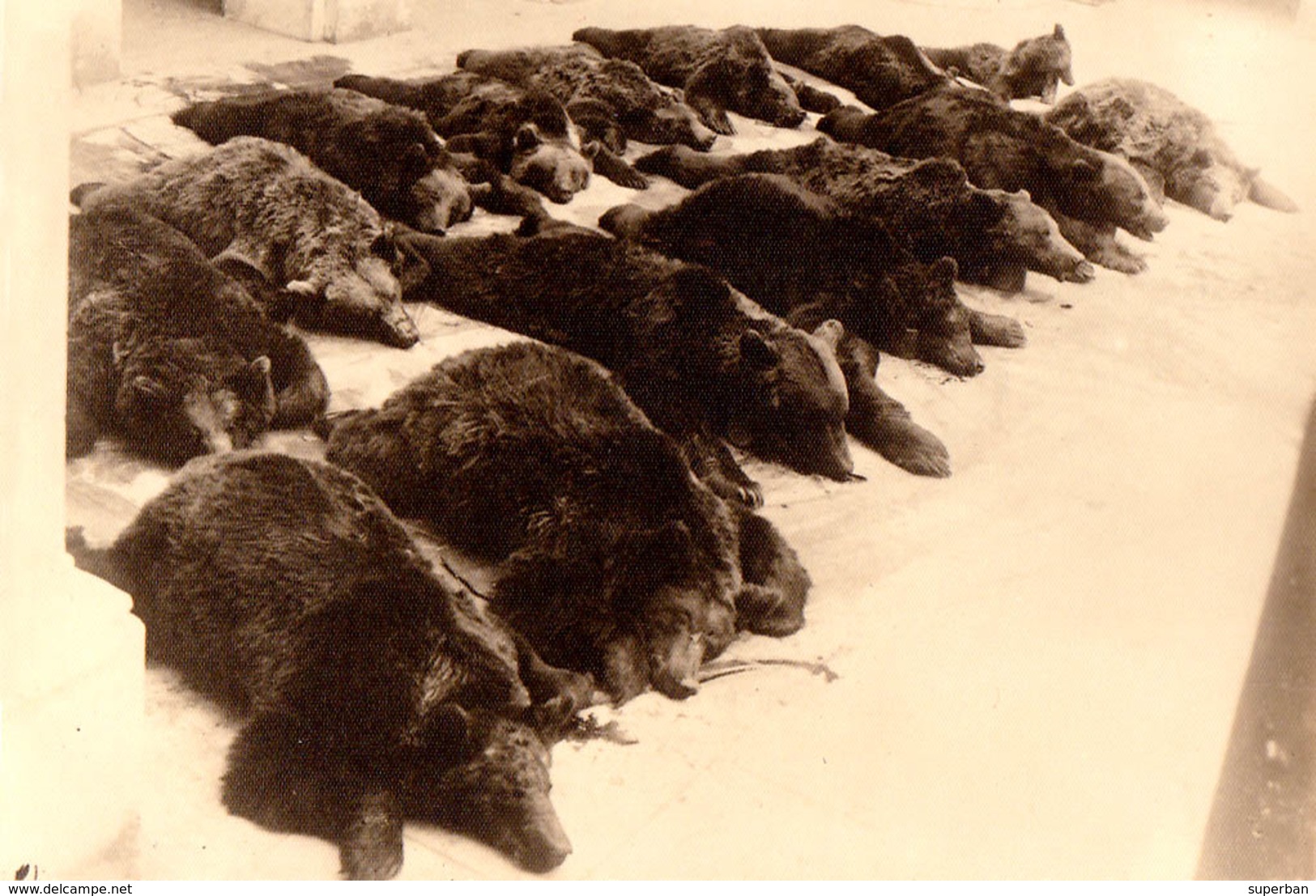 ROMANIA - BORSEC : CHASSE à L'OURS / BEAR HUNTING : 15 BEARS KILLED !!! - CARTE VRAIE PHOTO / REAL PHOTO - 1930 (aa916) - Caccia