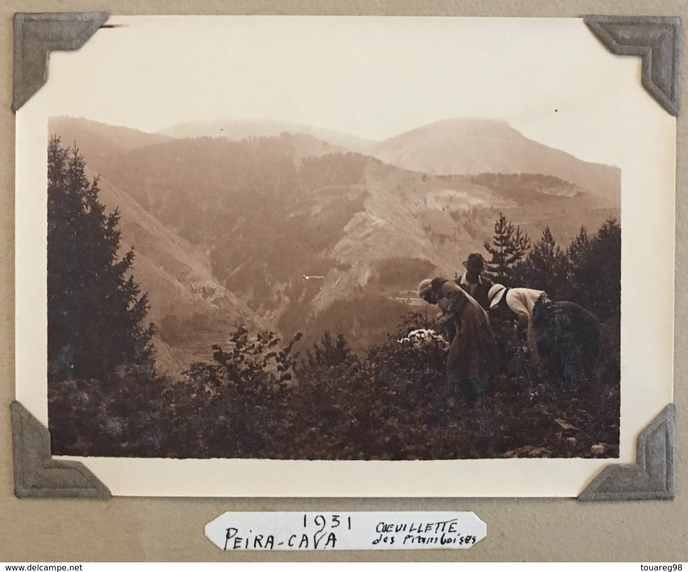 Peira-Cava. Cueuillette Des Framboises. Montagne. 1931. - Luoghi