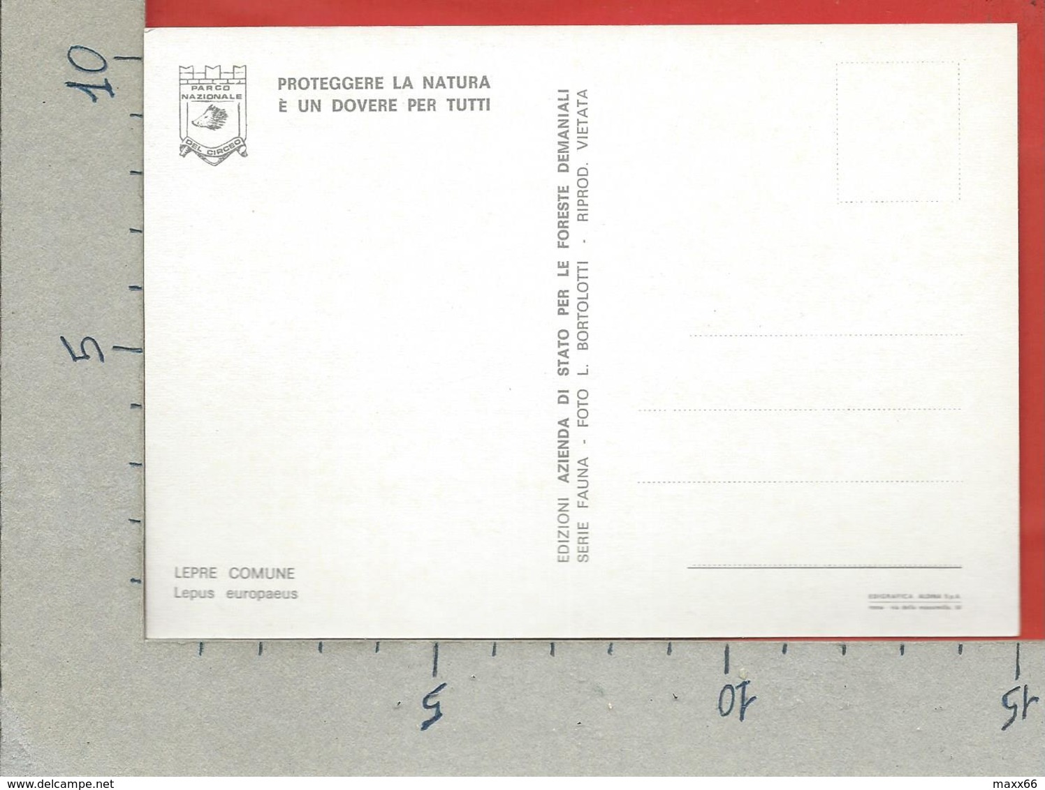 CARTOLINA NV ITALIA - CIRCEO - AZIENDA DI STATO FORESTE DEMANIALI - Lepre Comune - Lepus Europaeus - 10 X 15 - Altri & Non Classificati