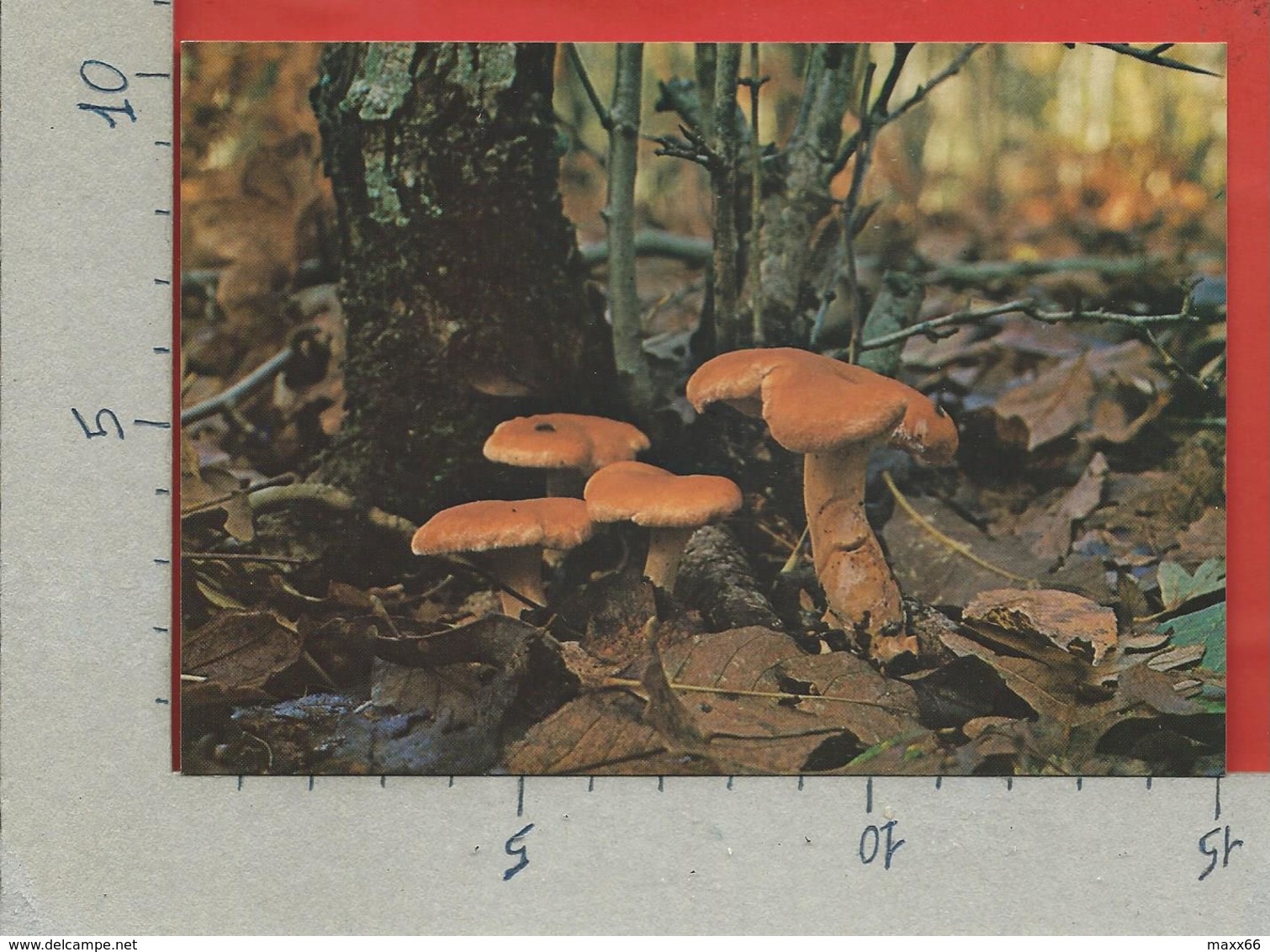 CARTOLINA NV ITALIA - CIRCEO - AZIENDA DI STATO FORESTE DEMANIALI - Steccherino Dorato - Funghi - 10 X 15 - Pilze