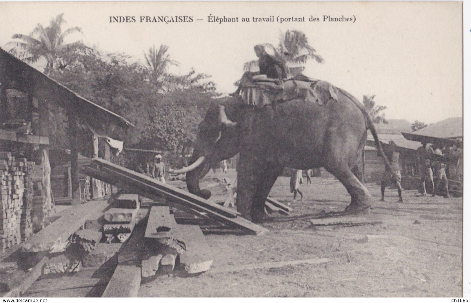 INDE INDIA  :  Eléphant Portant Des Planches - Inde