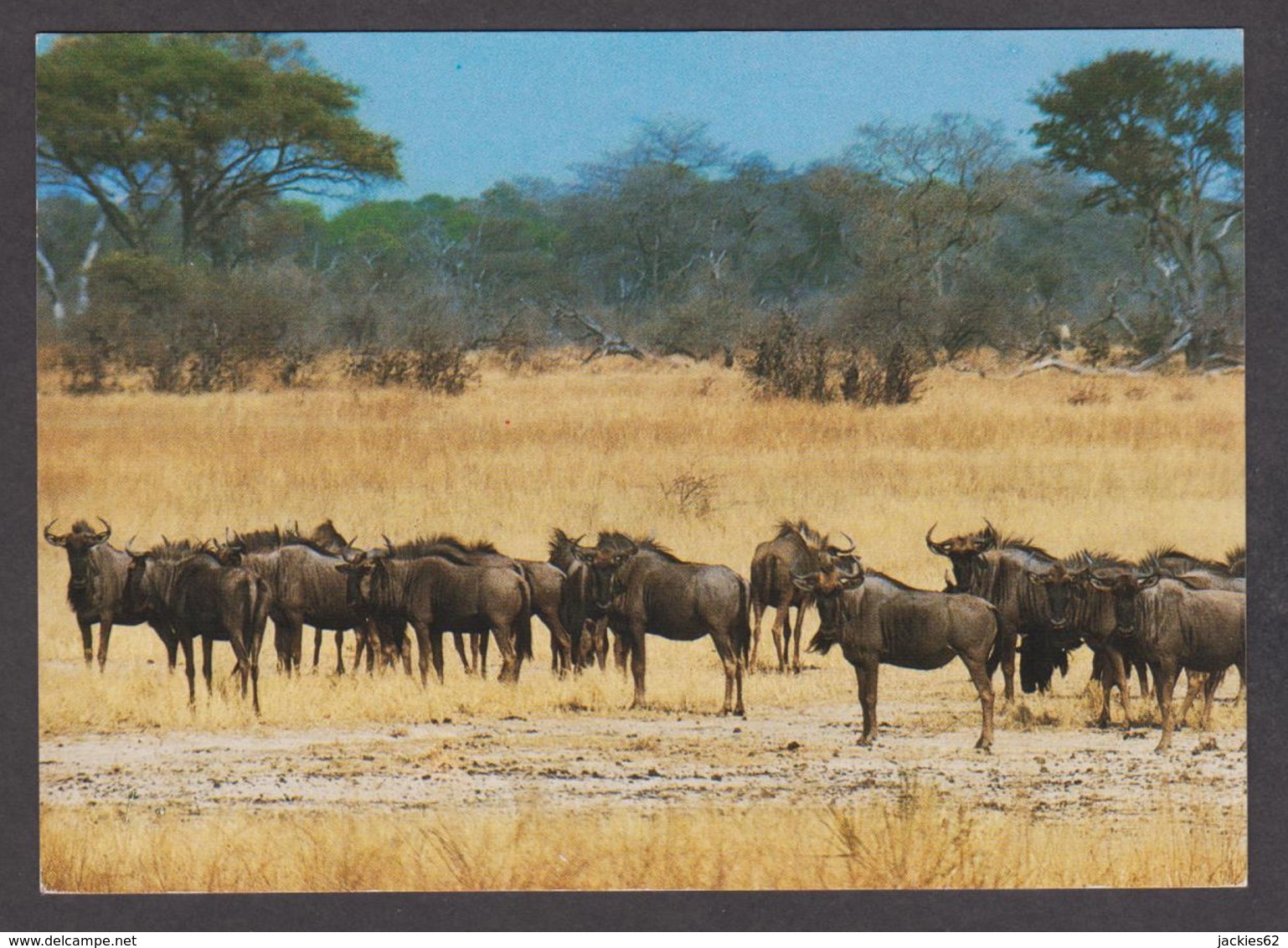 89847/ FAUNE D'AFRIQUE, Gnou Bleu, Blue Wildbeest, Afrique Du Sud, Parc National Kruger - Autres & Non Classés