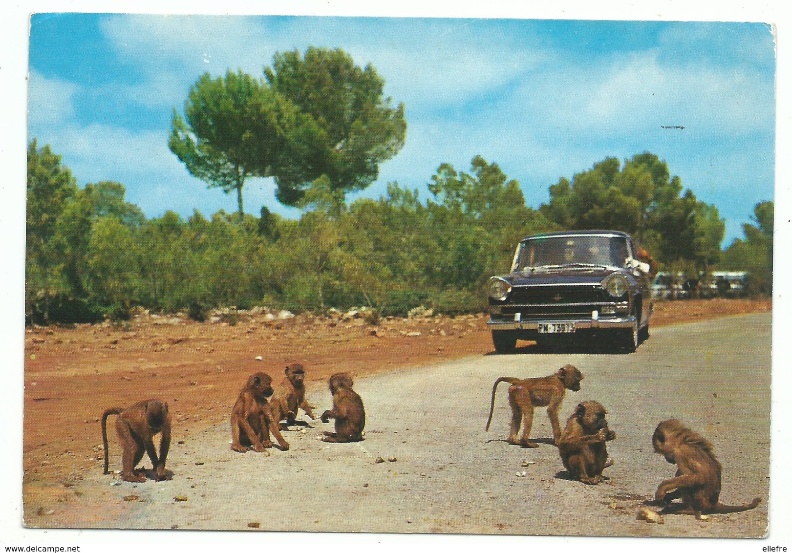 CPM Mallorca - Auto Et Foto Safari Ruhe - Singe Monkey  - Vintage Car - Voyagée Vers Concarneau ( Flamme ) - Cabrera