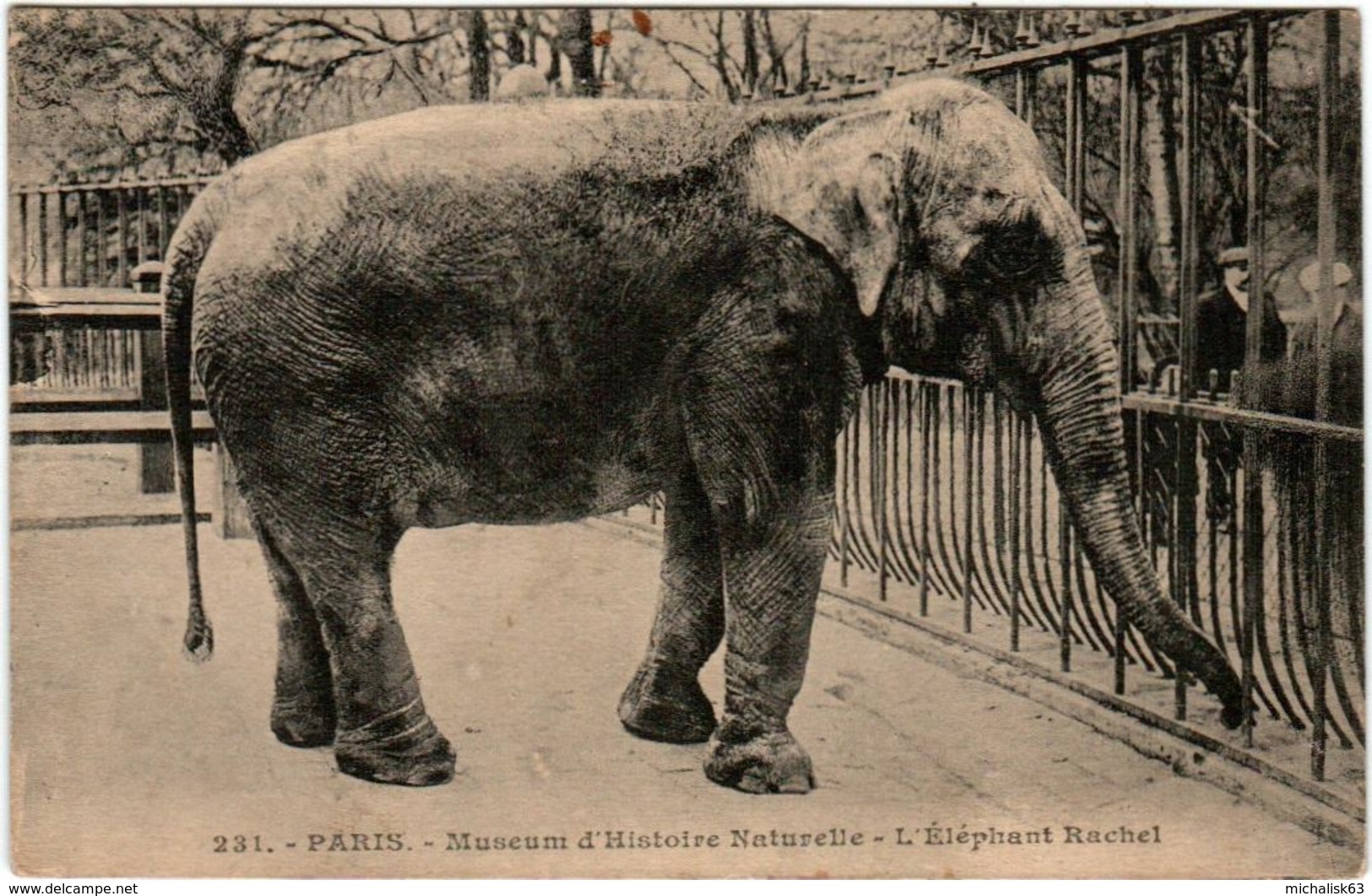 4OX 149 CPA - PARIS - MUSEUM D'HISTOIRE NATURELLE - L'ELEPHANT RACHEL - Elephants