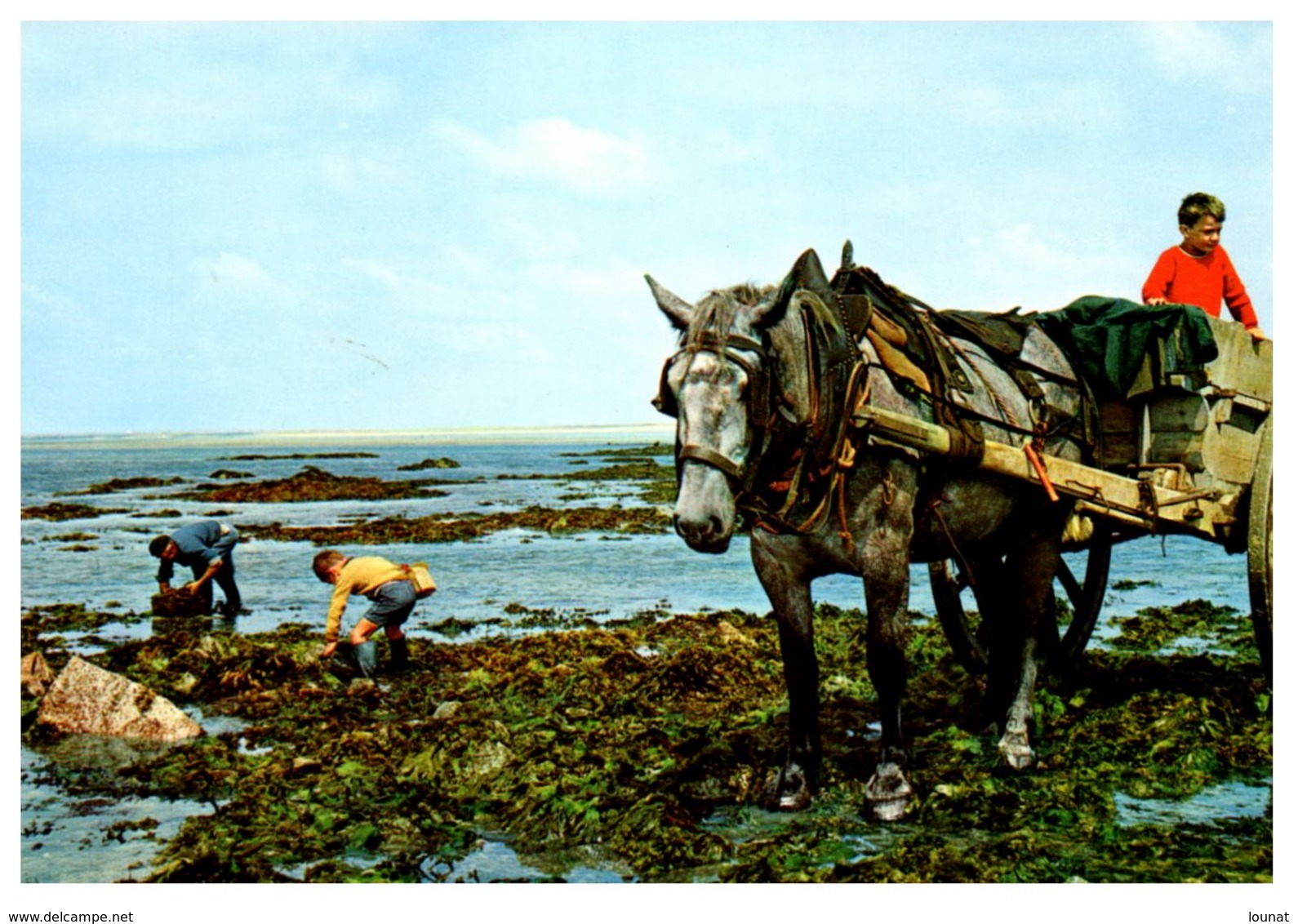 Pêche - Ramassage Des Lichens - Fishing