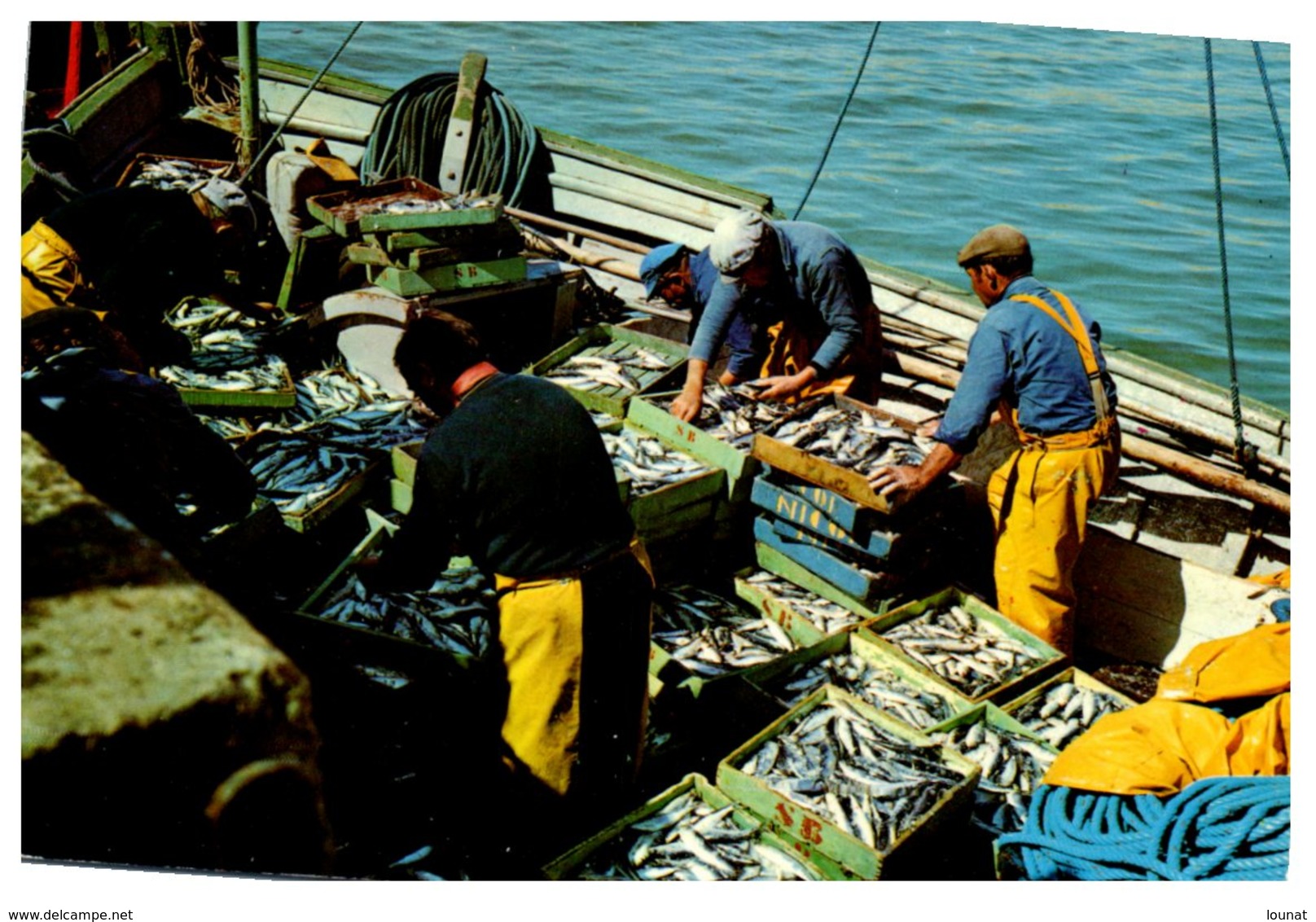 Pêche - Débarquement Du Poisson     (cpsm Grand Format) - Visvangst