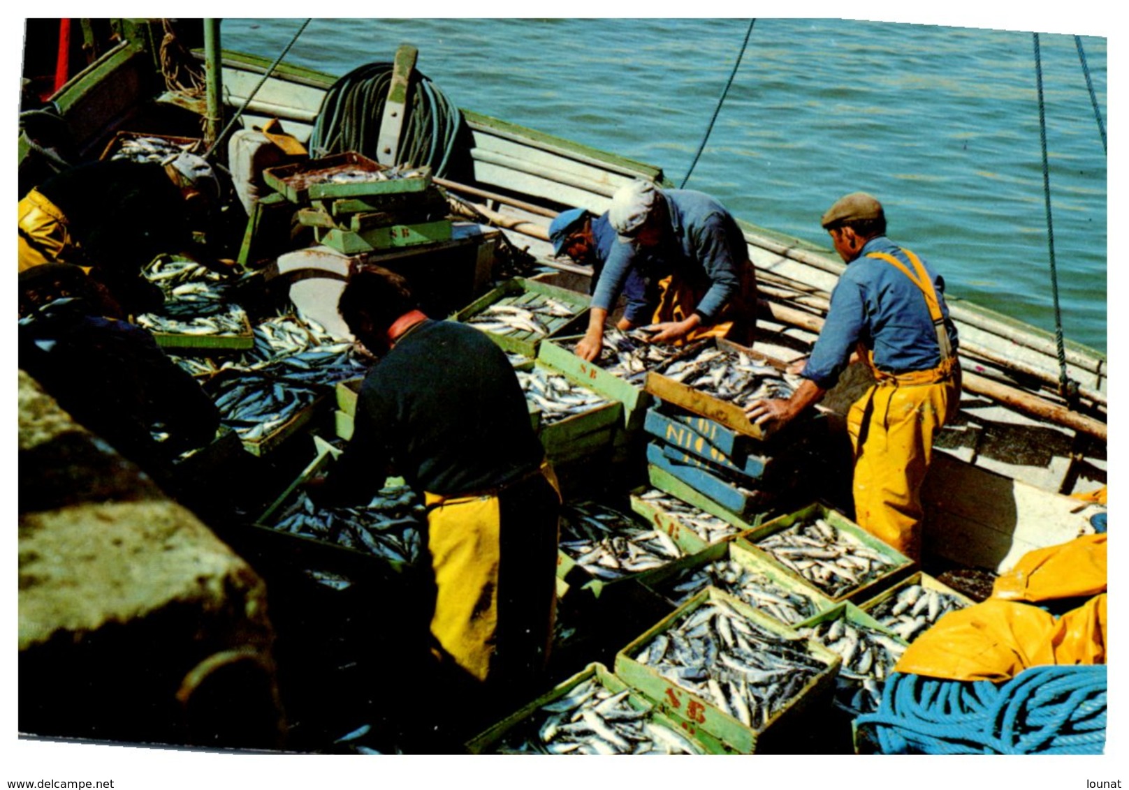 Pêche - Débarquement Du Poisson     (cpsm Grand Format) - Pesca