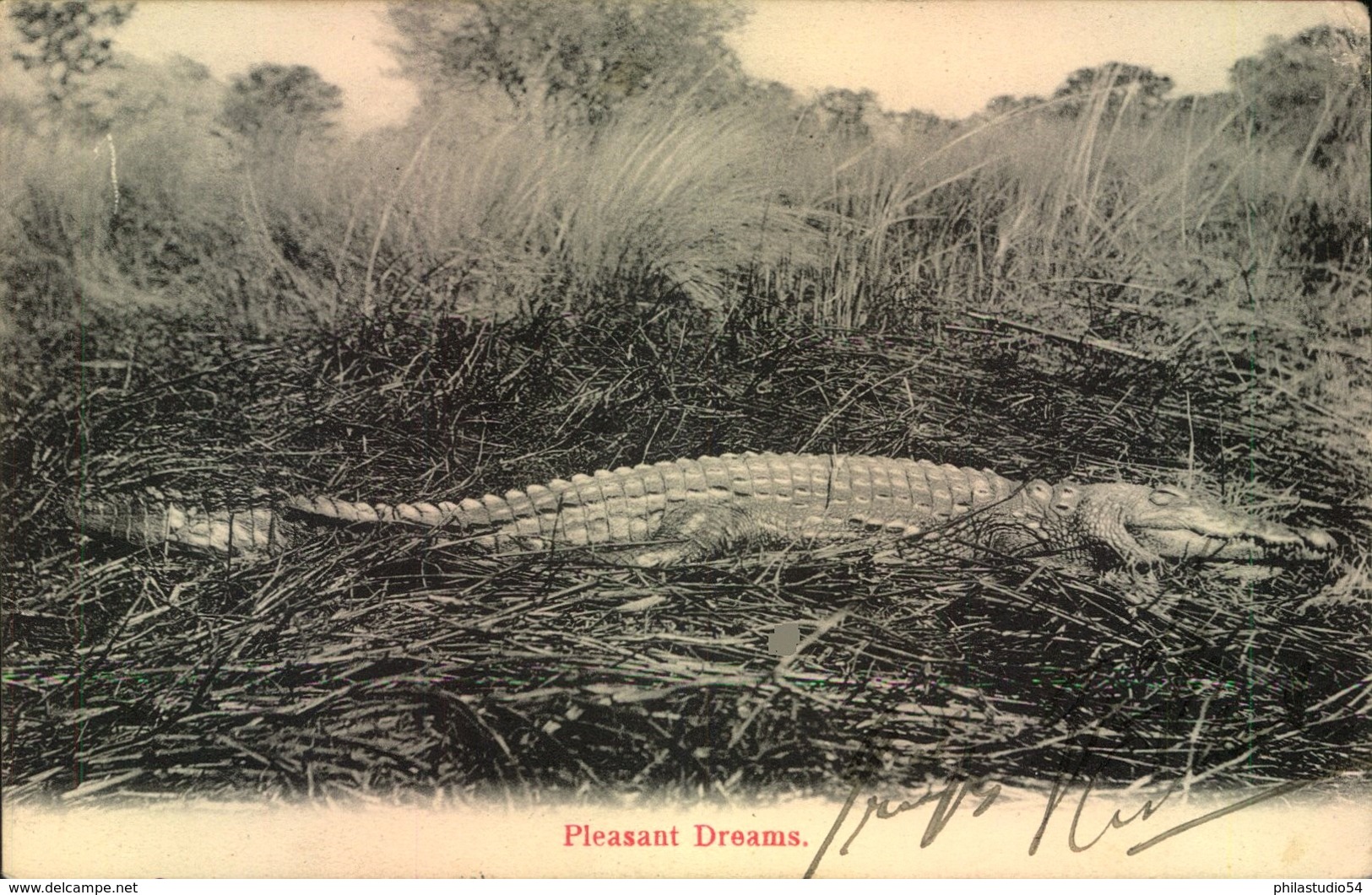 CROCODILE, Krokodil - Sent From Britsh Southafrica To Germany 1907 - Autres & Non Classés