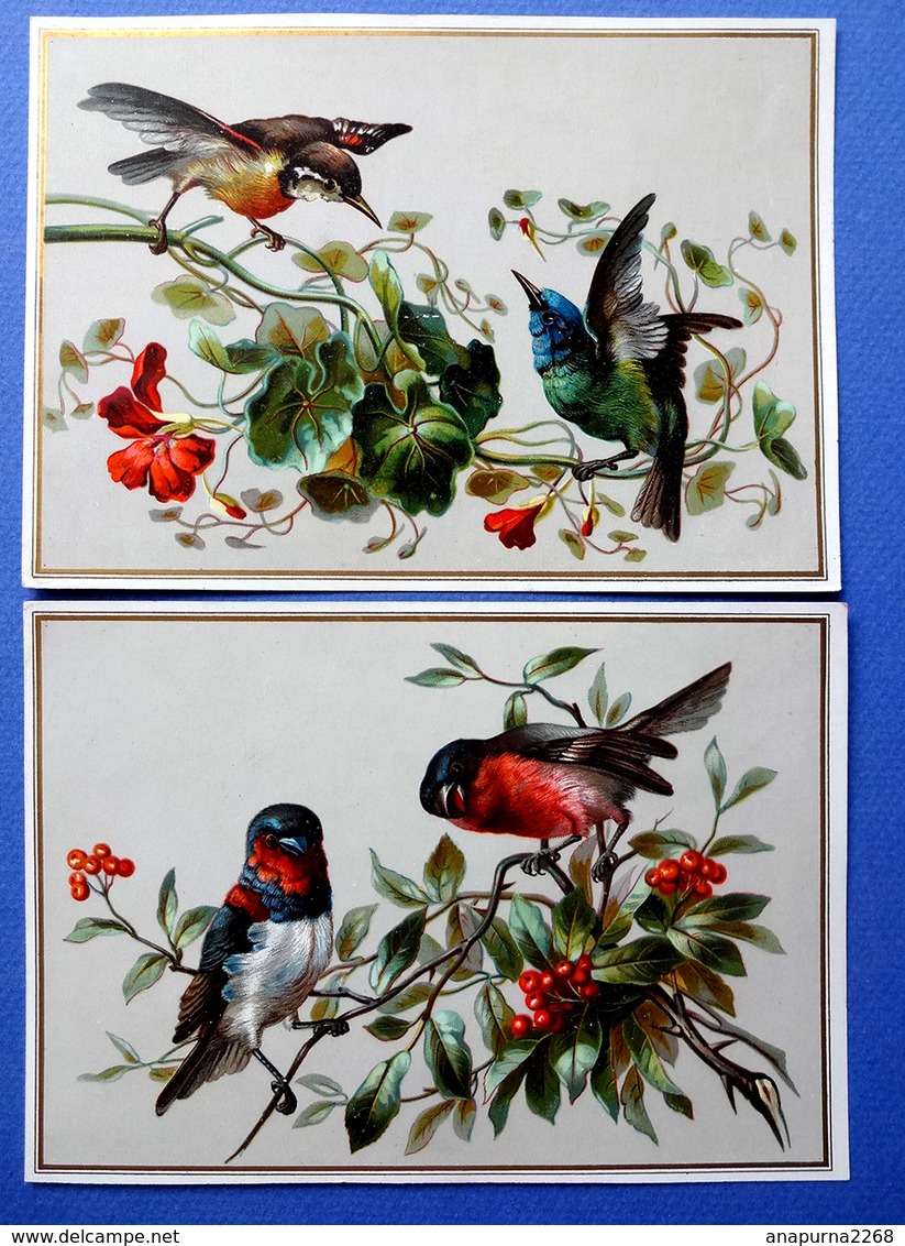 2 CHROMOS LITHOGRAPHIES  ....GRAND FORMAT....OISEAU DE PARADIS...BOUVREUIL...SORBIER - Autres & Non Classés